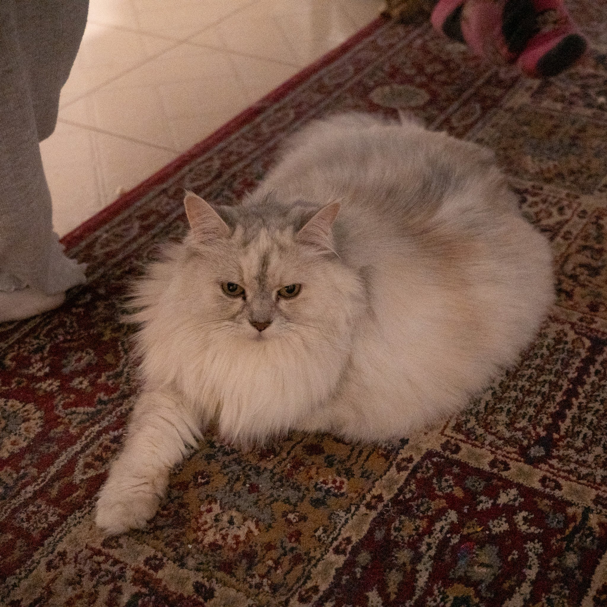 Saturday January 3 Night: Sleepover at Sweet's