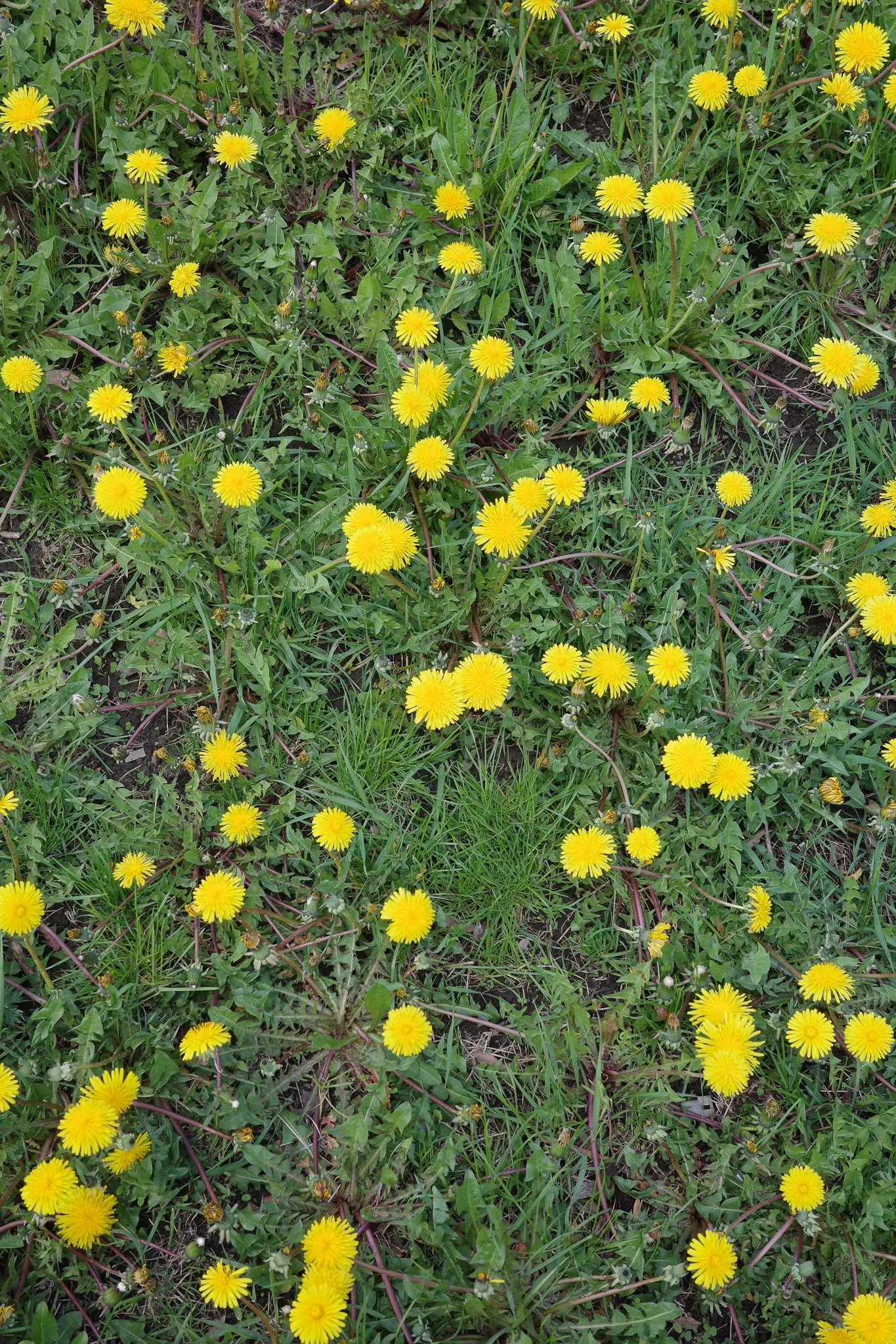 R0005009.jpg