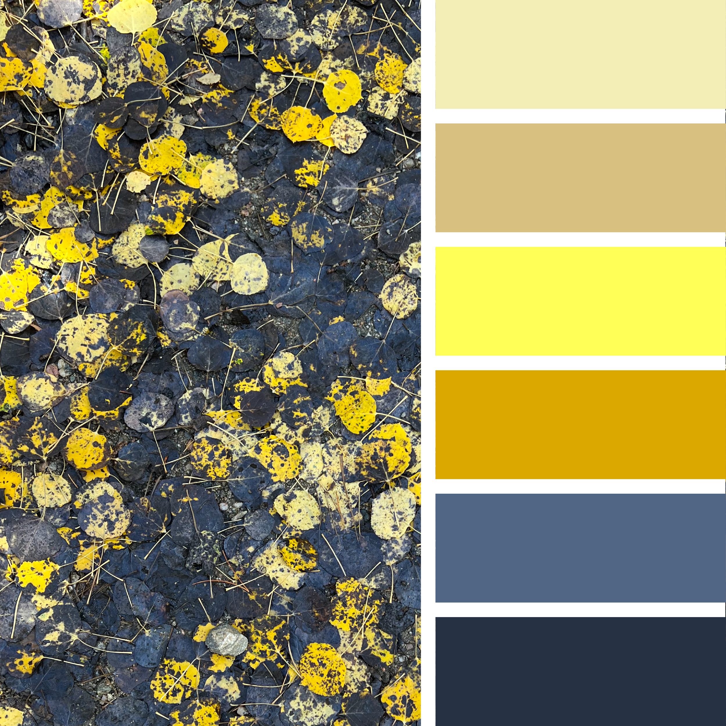 COLOR+TREND EXPERIMENT-02.png