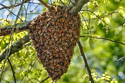 Everything You Need to Know About Swarming Bees