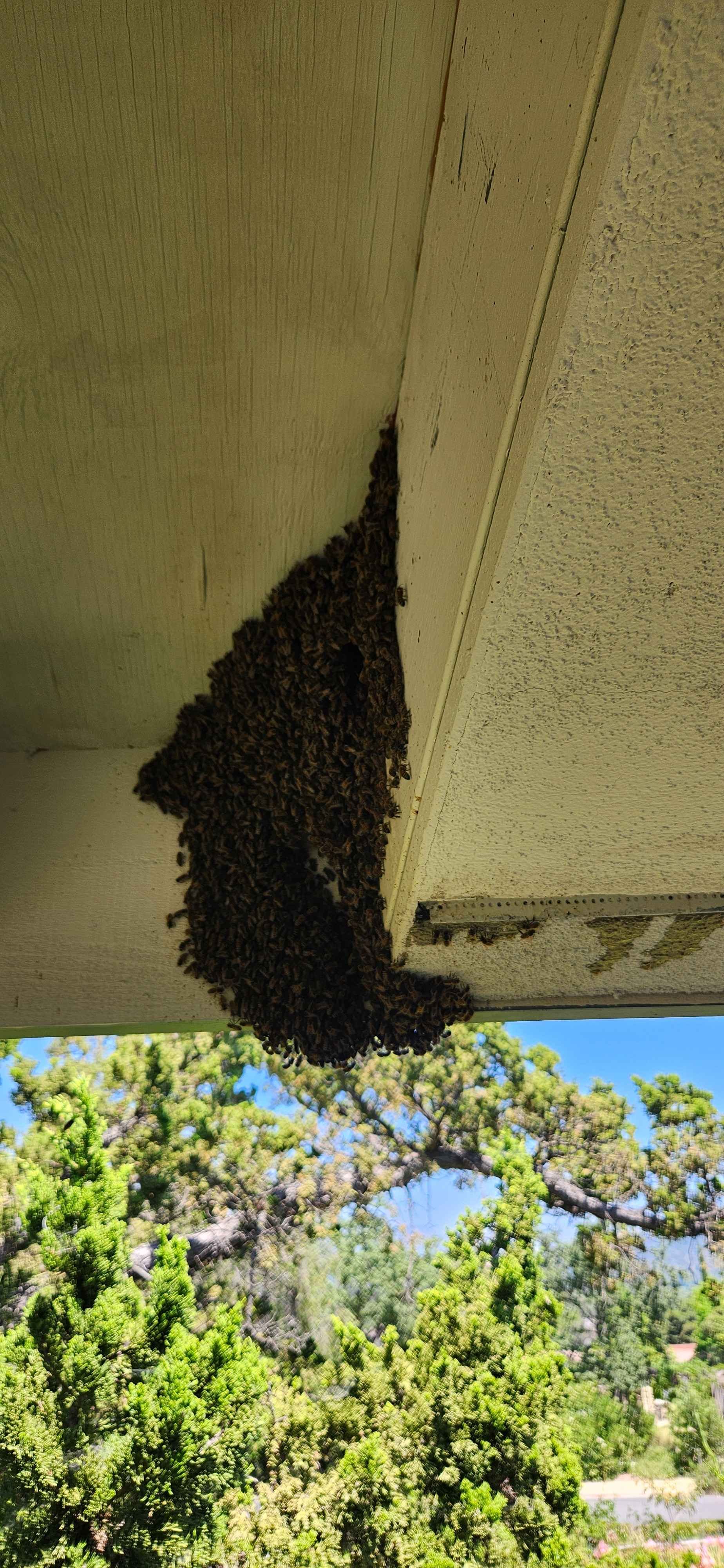 Swarm3.jpg