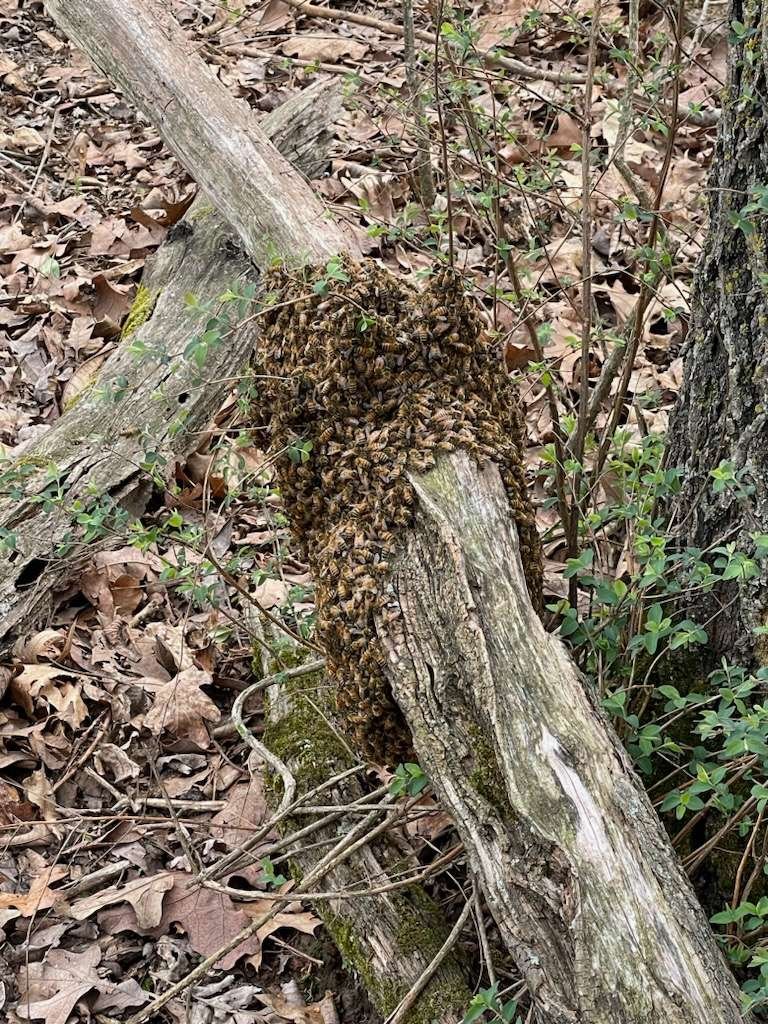Swarm5.jpg