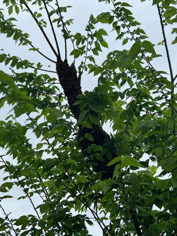 Swarm Removal