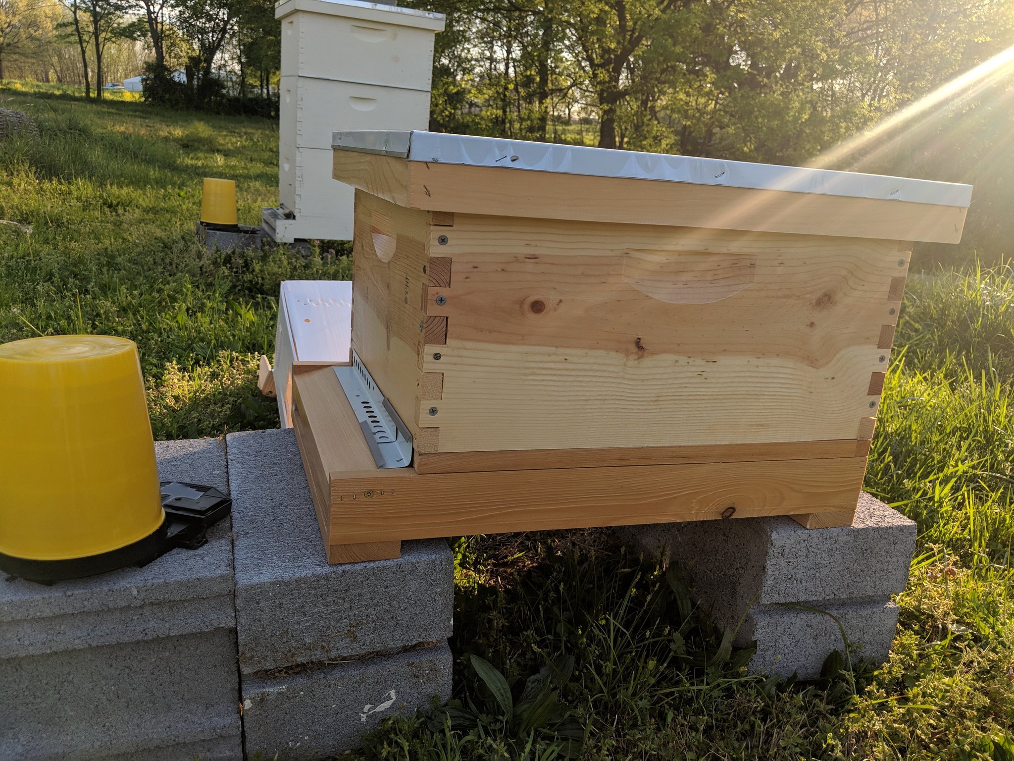 Hives in the Yard.jpg