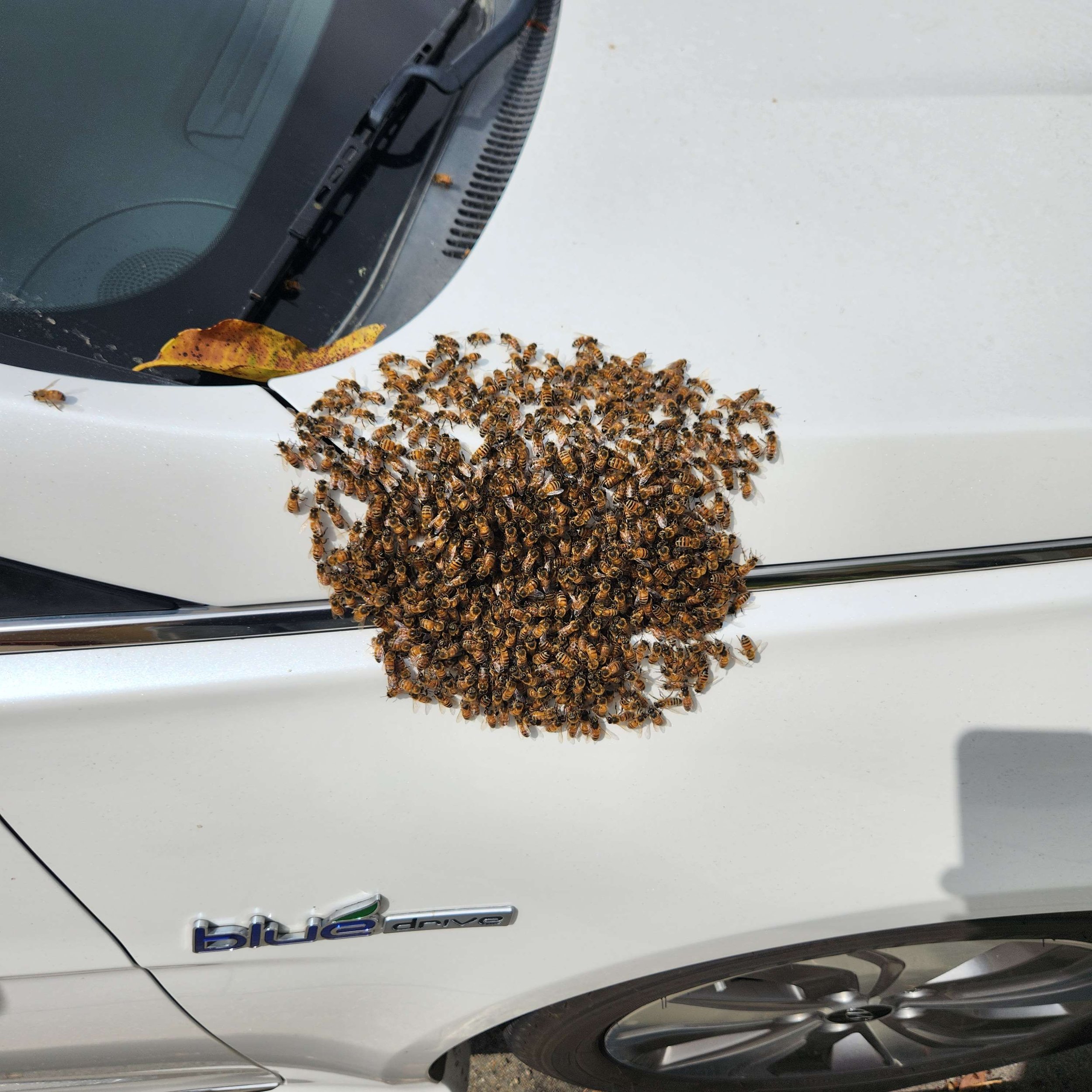 swarm6.jpg
