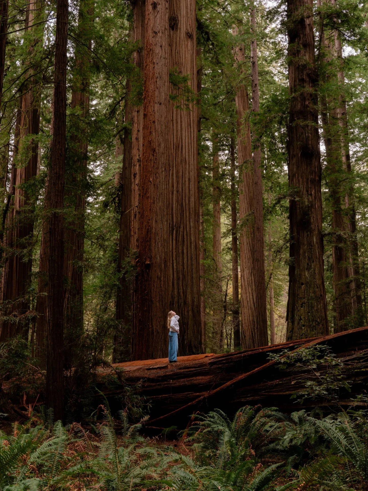 &mdash;&mdash; standing among giants 🌲

📍Redwood National Park

#naturephotography #nationalparkroadtrip #california