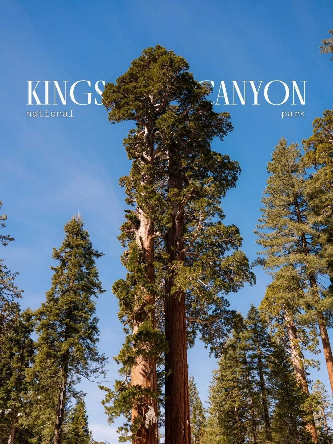 &mdash;&mdash; say hi to the world&rsquo;s tallest trees! 🌲

📍Kings Canyon National Park

#usaroadtrip #naturephoto #generalsherman