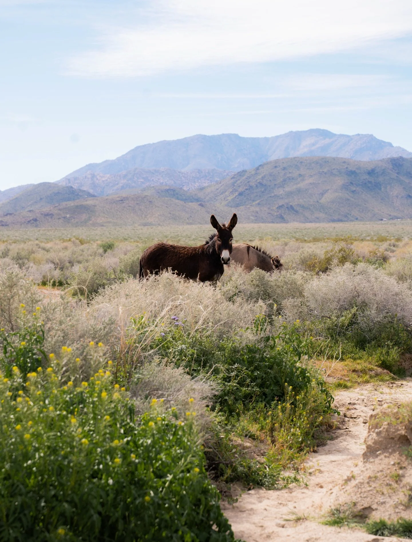 &mdash;&mdash; well. never have I ever seen wild donkeys until now!! aren&rsquo;t they actually so cute?? 🫏

📍just outside Death Valley National Park

#travelphoto #visitcalifornia #usaroadtrip