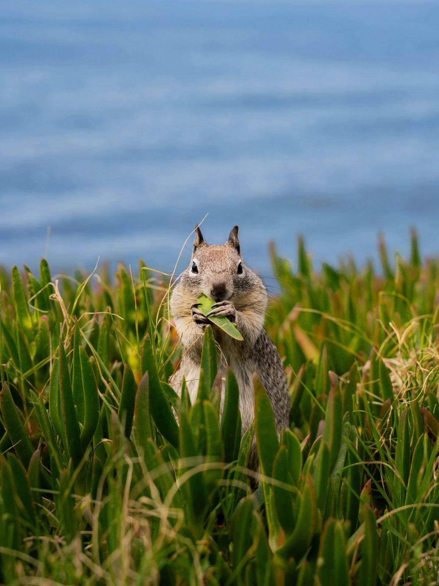 &mdash;&mdash; all the wildlife I saw at La Jolla beach!! The last photo I&rsquo;m especially proud that I was fast enough to capture hehe 🐦&zwj;⬛🪺🦭🌊🕊️

So much cuteness. 

📍San Diego, California

#wildlifephotography #sandiegobeach #california