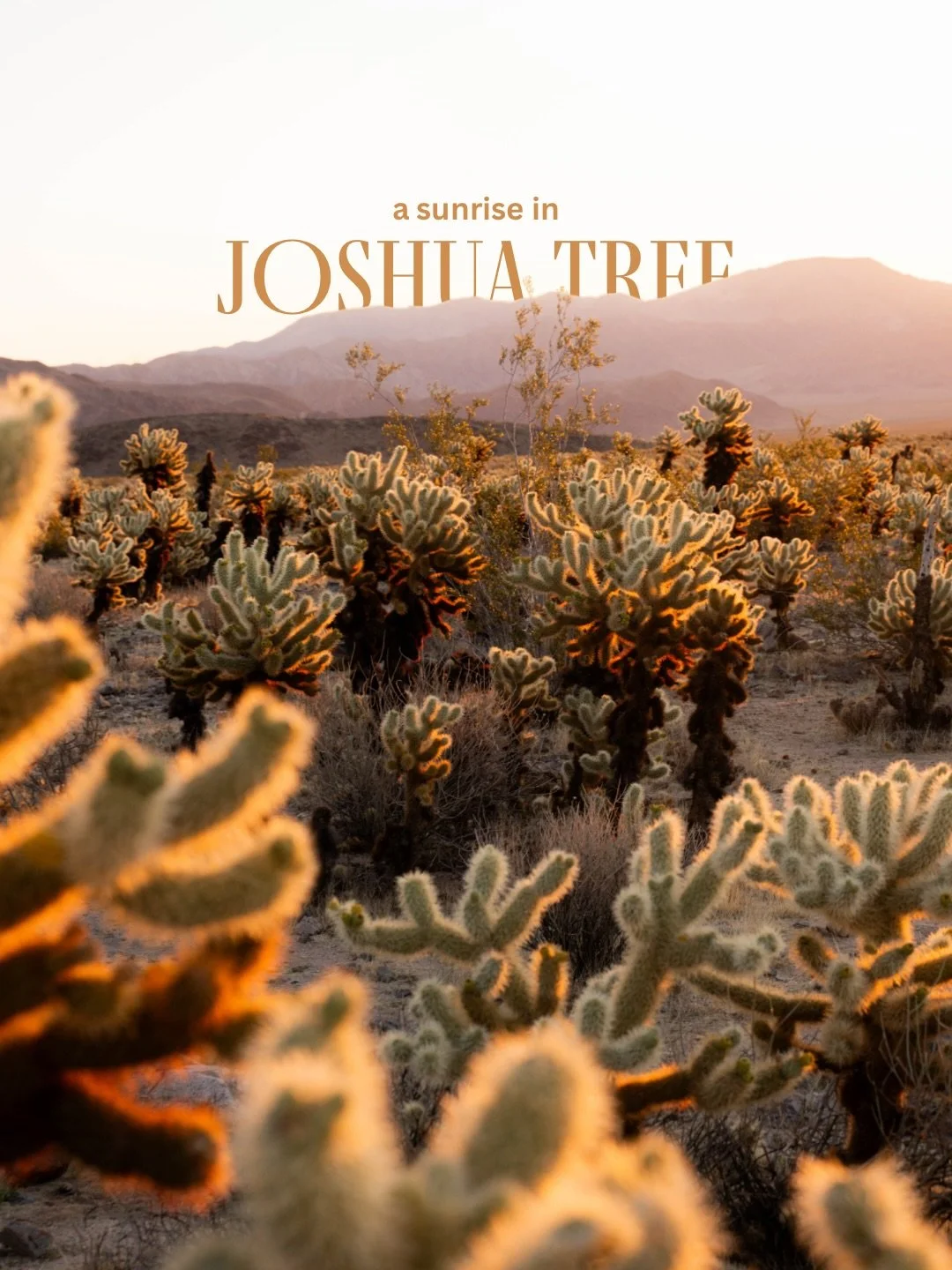 &mdash;&mdash; all fun and games until the cacti literally poke fun at you 🌵 (swipe to the end to see what I&rsquo;m talking about hahah)

📍Cholla Cactus Garden

#desertsunrise #joshuatreenationalpark #travelphotography #usaroadtrip