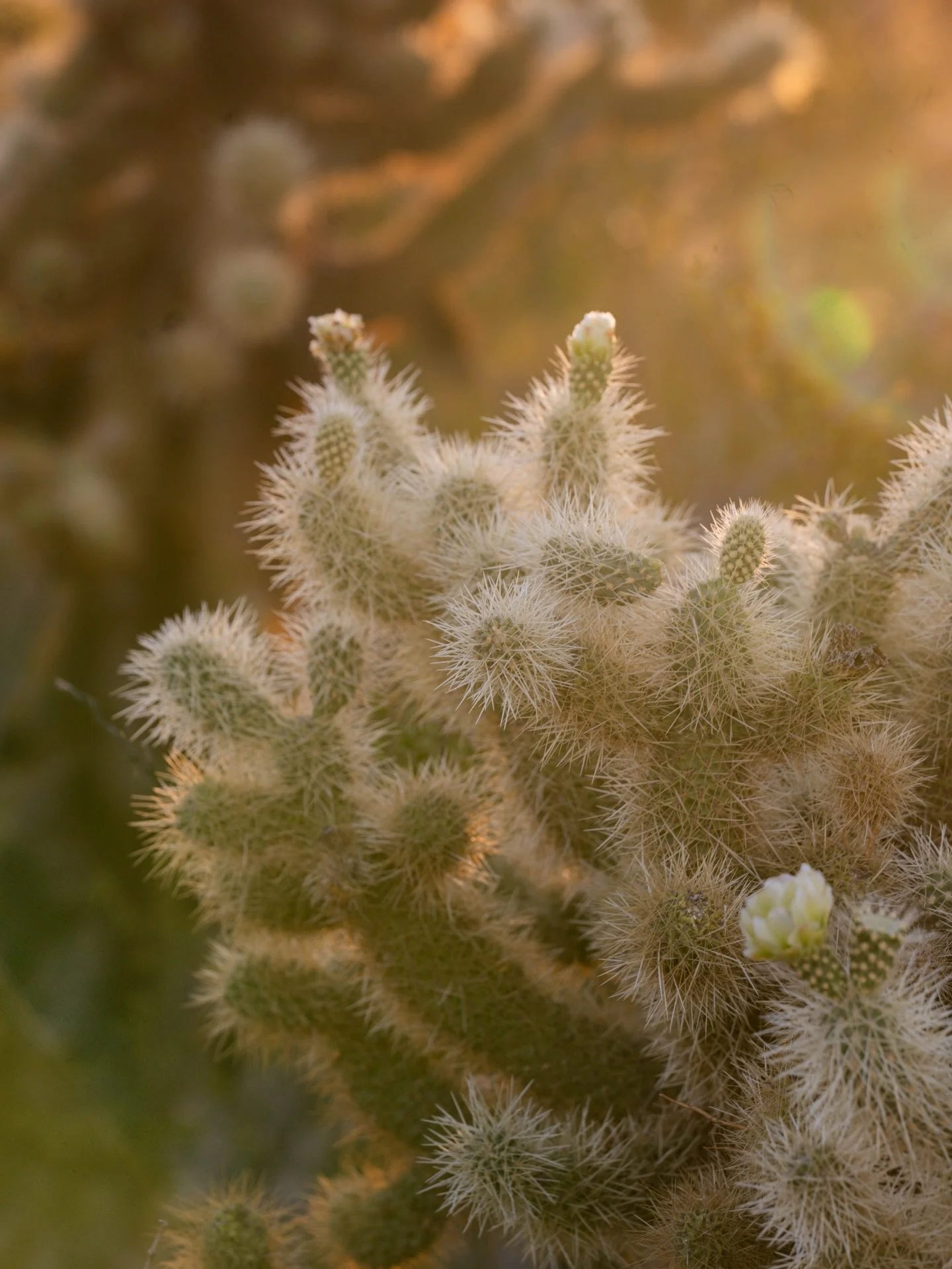 &mdash;&mdash; sunrise with the saguaro 🌵 

We weren&rsquo;t able to make it to @lostdutchmanstatepark for sunset like initially wanted, so b offered to wake up at 5am and drive us over for sunrise (so sweet) and patiently waited in the car (watchin