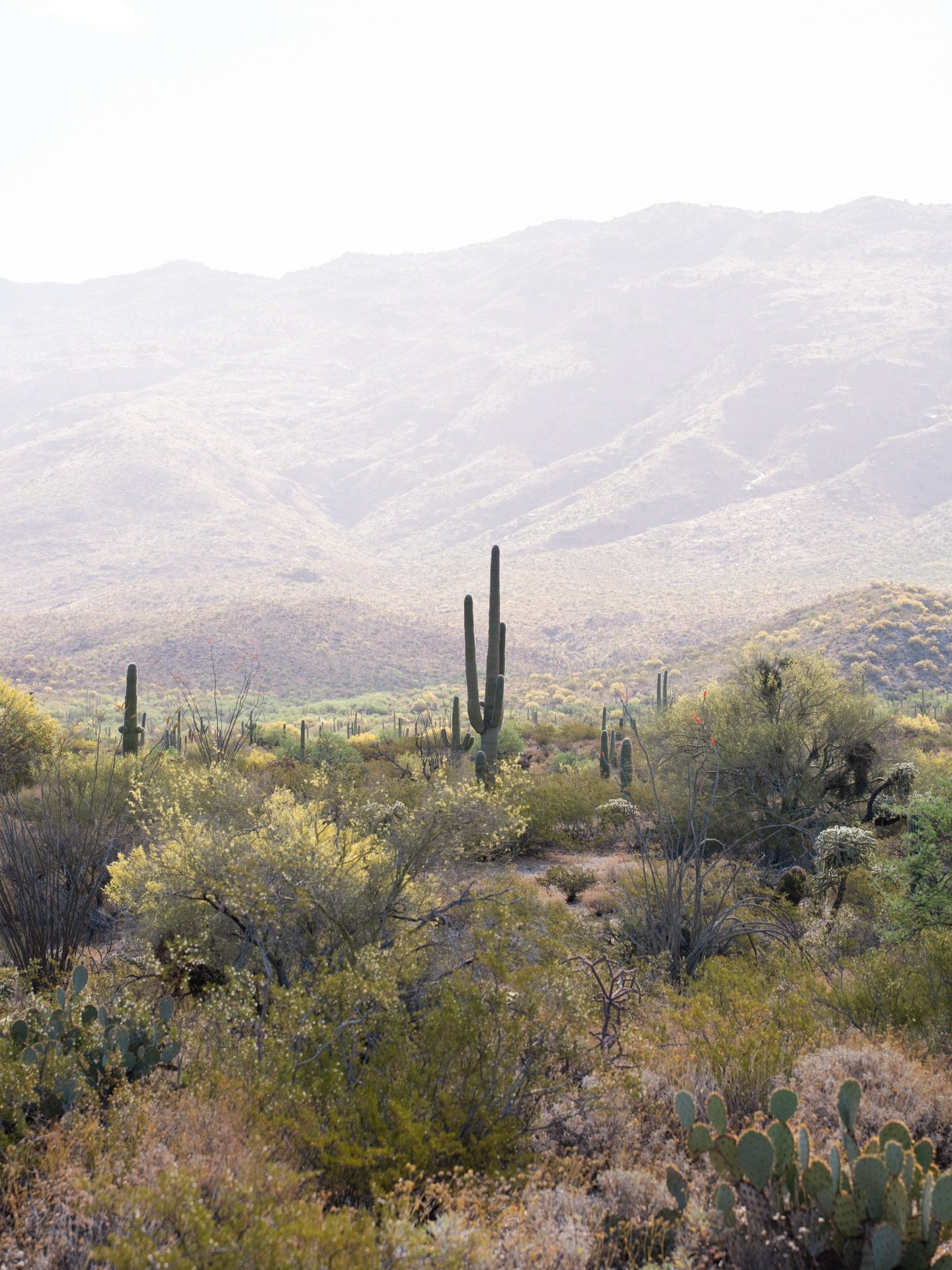 &mdash;&mdash; an early morning among the saguaro 🌵

📍Saguaro National Park, West 

#desertsunrise #cactusgarden #naturephotography