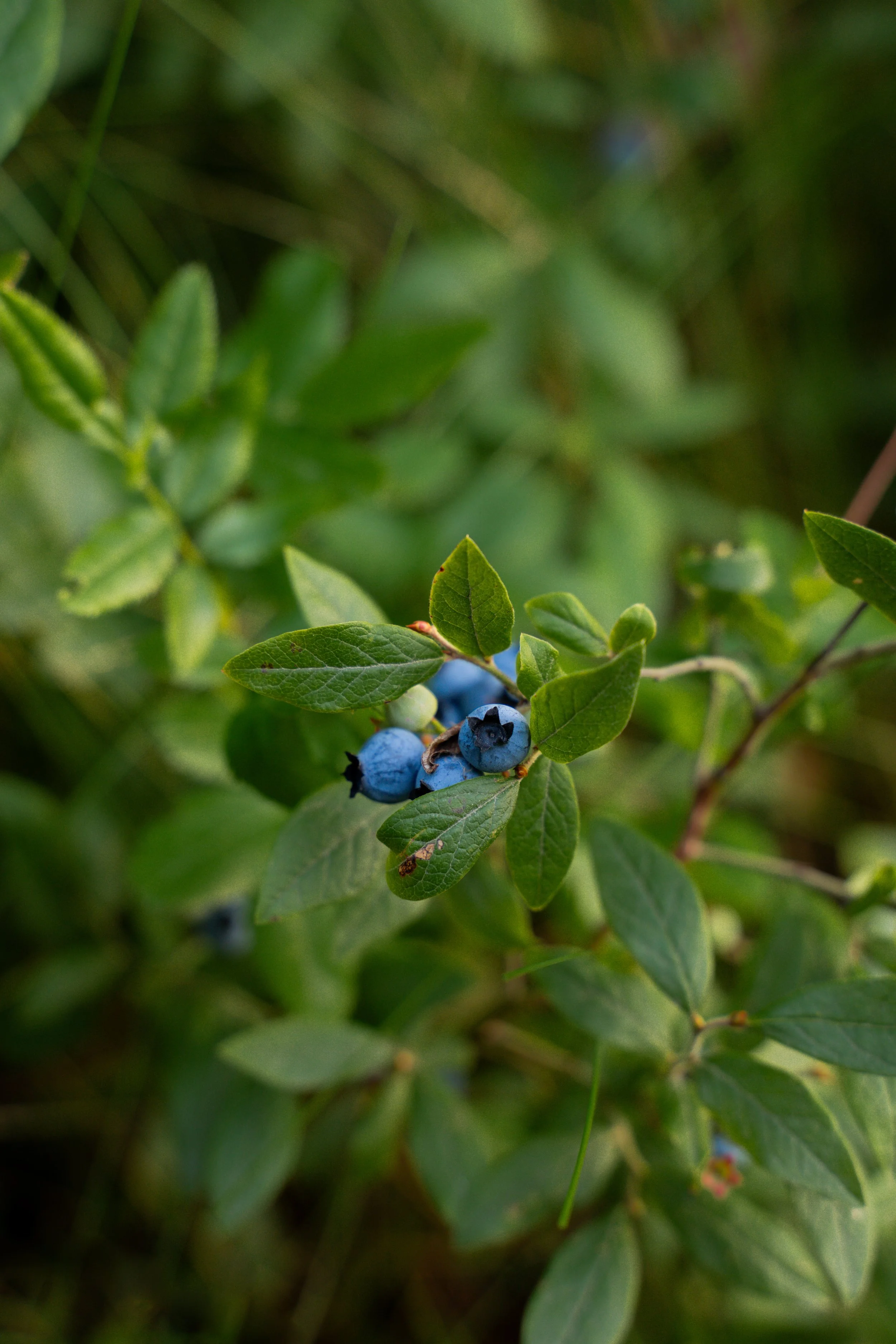 ECB04896.jpg