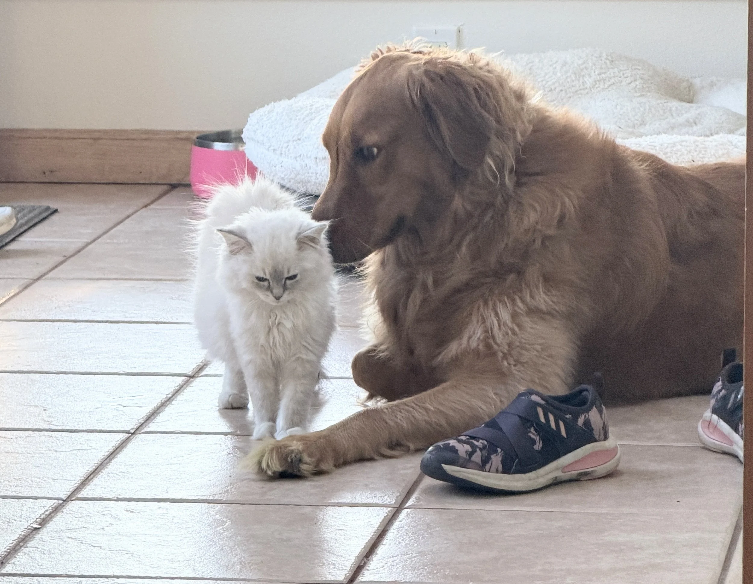A golden retriever and a white cat are sitting on a tiled floor indoors, near a white wall, with a pink water bowl nearby. The dog is lying down while the cat stands close to it, both looking at each other.