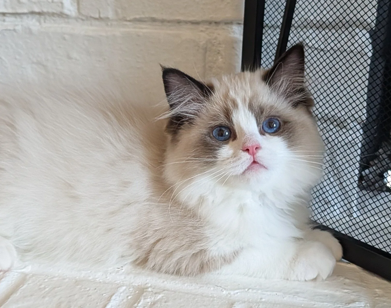 A fluffy Ragdoll cat with blue eyes and a pink nose resting on a light-colored surface beside a black wire mesh object.