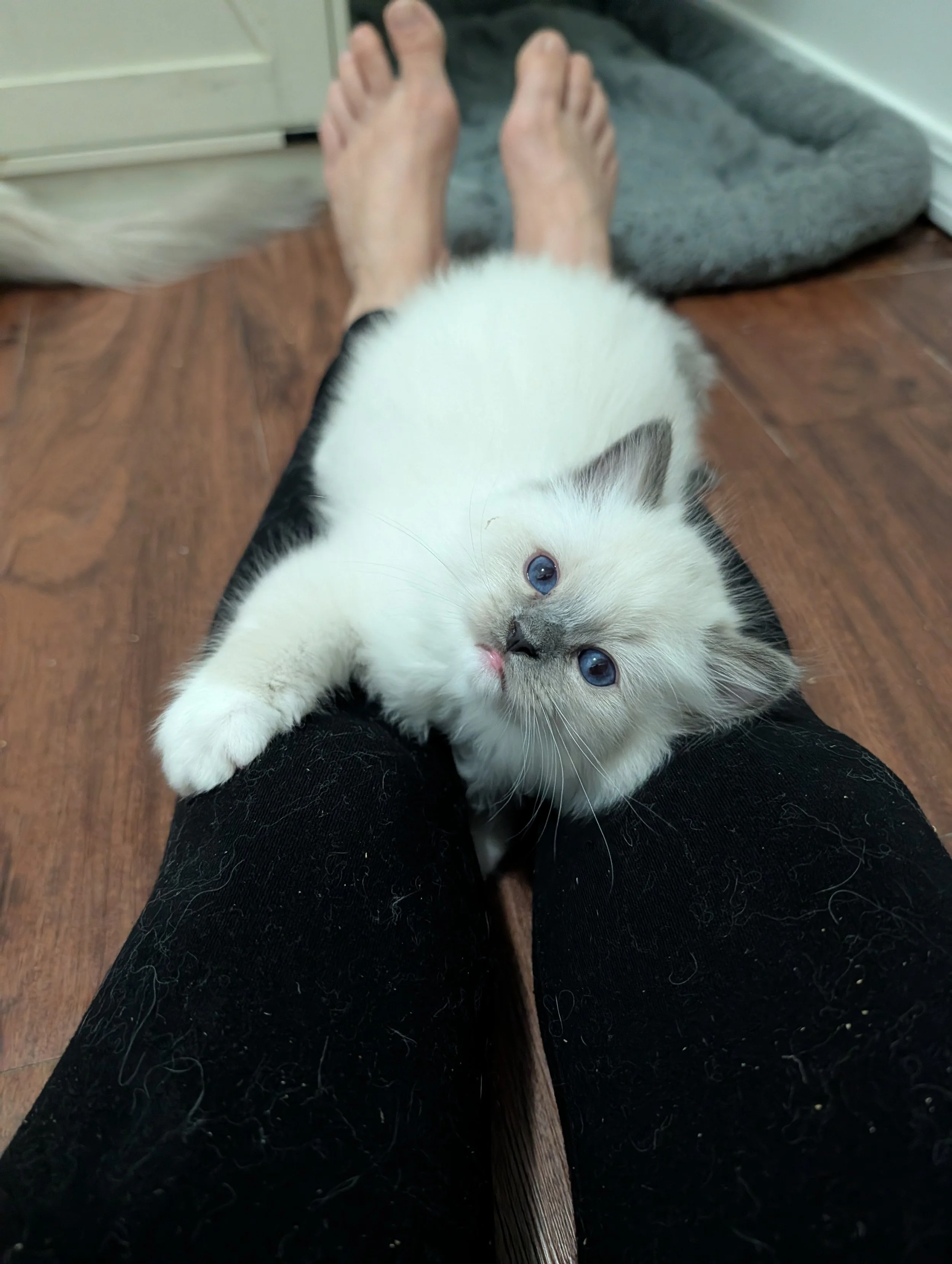 A person wearing black pants with a white and black kitten lying on their lap, looking up at the camera with blue eyes, indoors on a wooden floor.