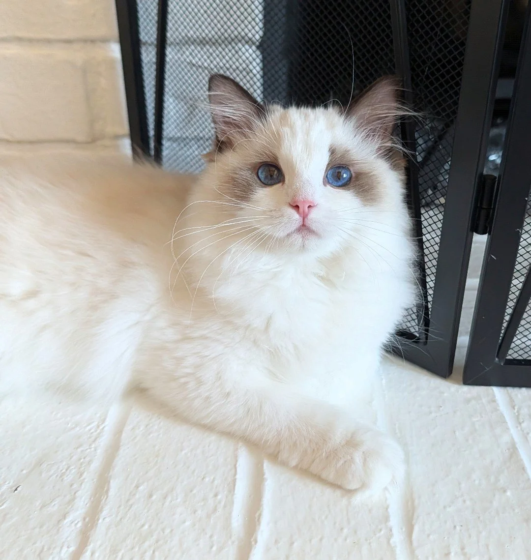A fluffy cream-colored cat with blue eyes and dark markings on its face, sitting on a tiled floor near a black wire gate.