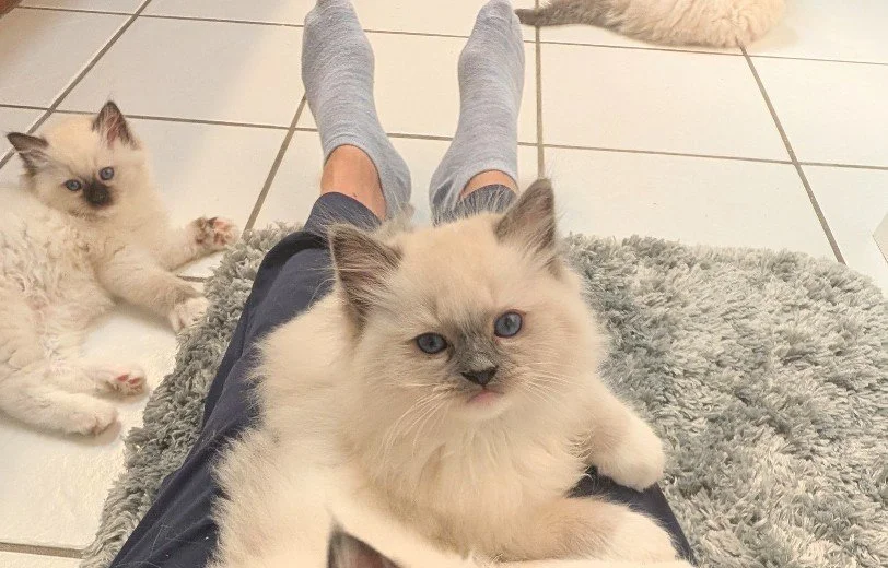 A person sitting on the floor with legs extended, wearing blue socks and black shorts, surrounded by three fluffy kittens in a tiled room with a gray shaggy rug.