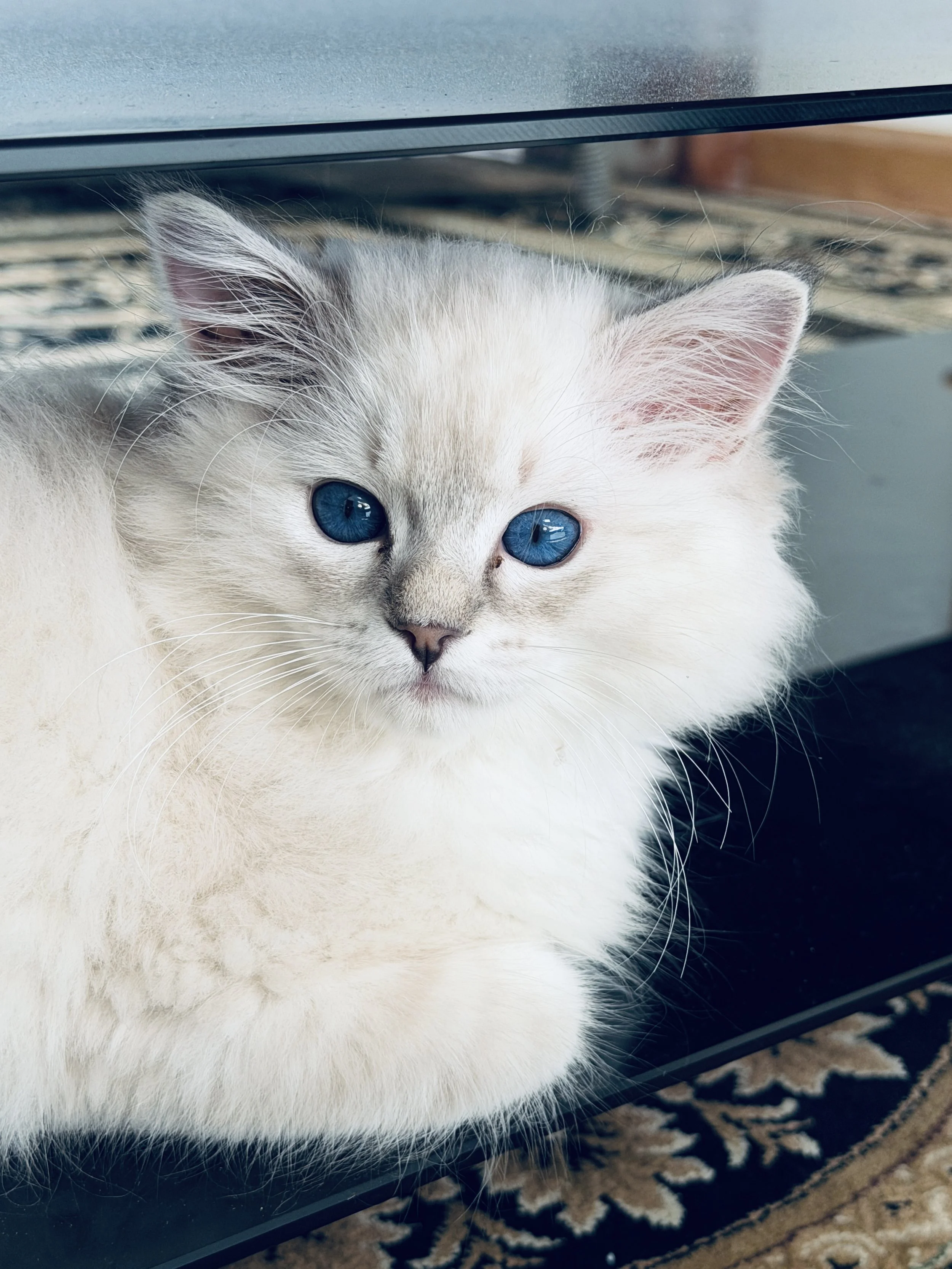 Close-up of a fluffy white cat with bright blue eyes lying near a glass surface, on a patterned rug.