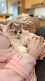 A small, light-colored kitten with darker markings on its face and paws resting on a person's arm. The person is wearing a pink hoodie. There is a larger, fluffy cat in the background.
