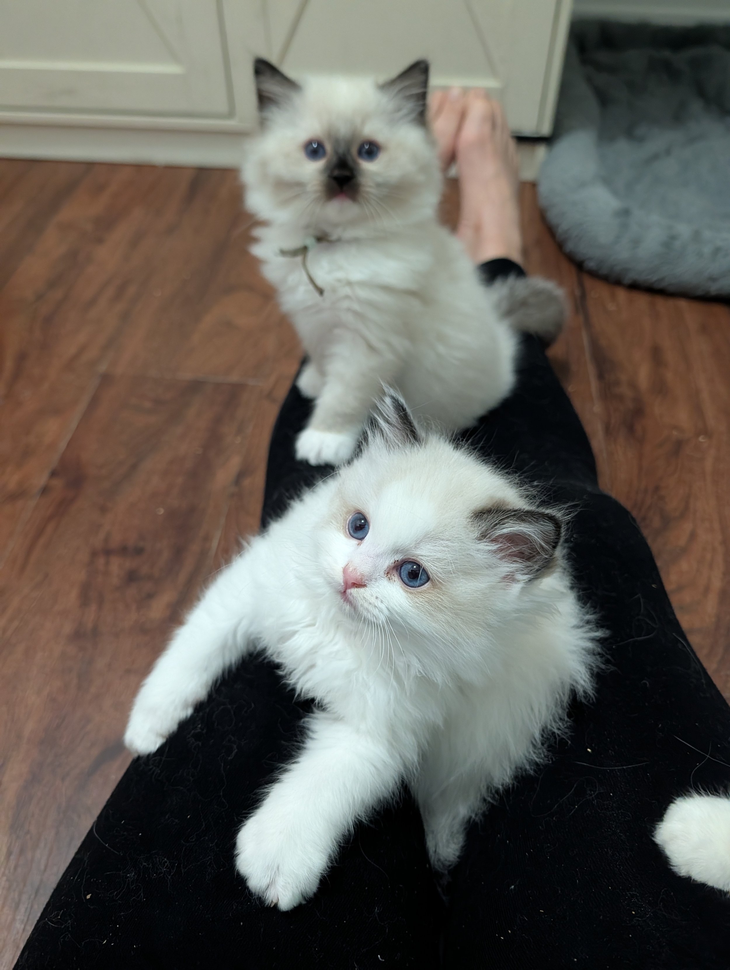 Two adorable white kittens with blue eyes, one sitting on the person's lap and the other lying down, in a cozy indoor setting with wooden flooring.