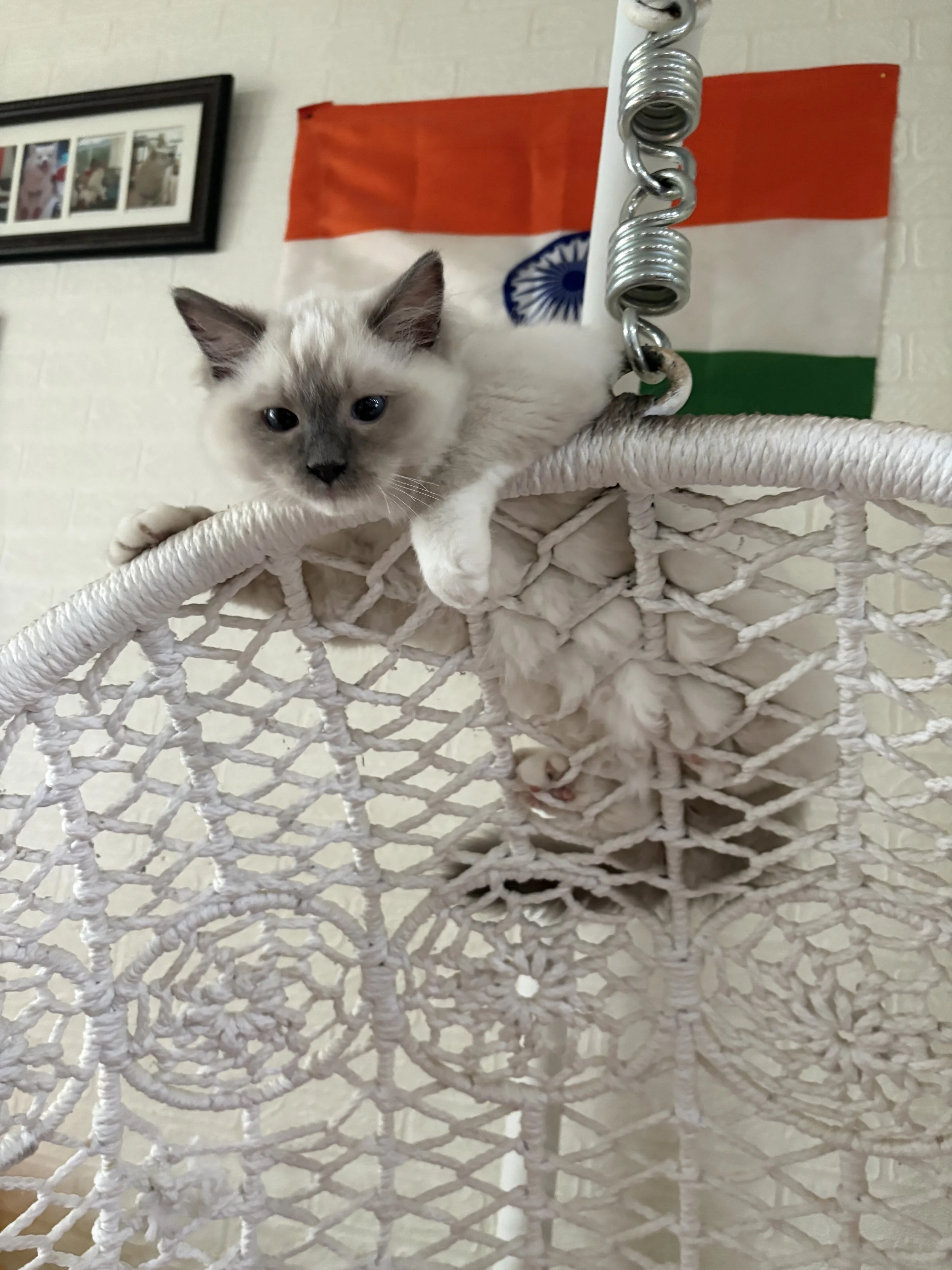 A white and gray kitten with blue eyes lying in a white woven hanging basket, with an Indian flag hanging on the wall in the background.