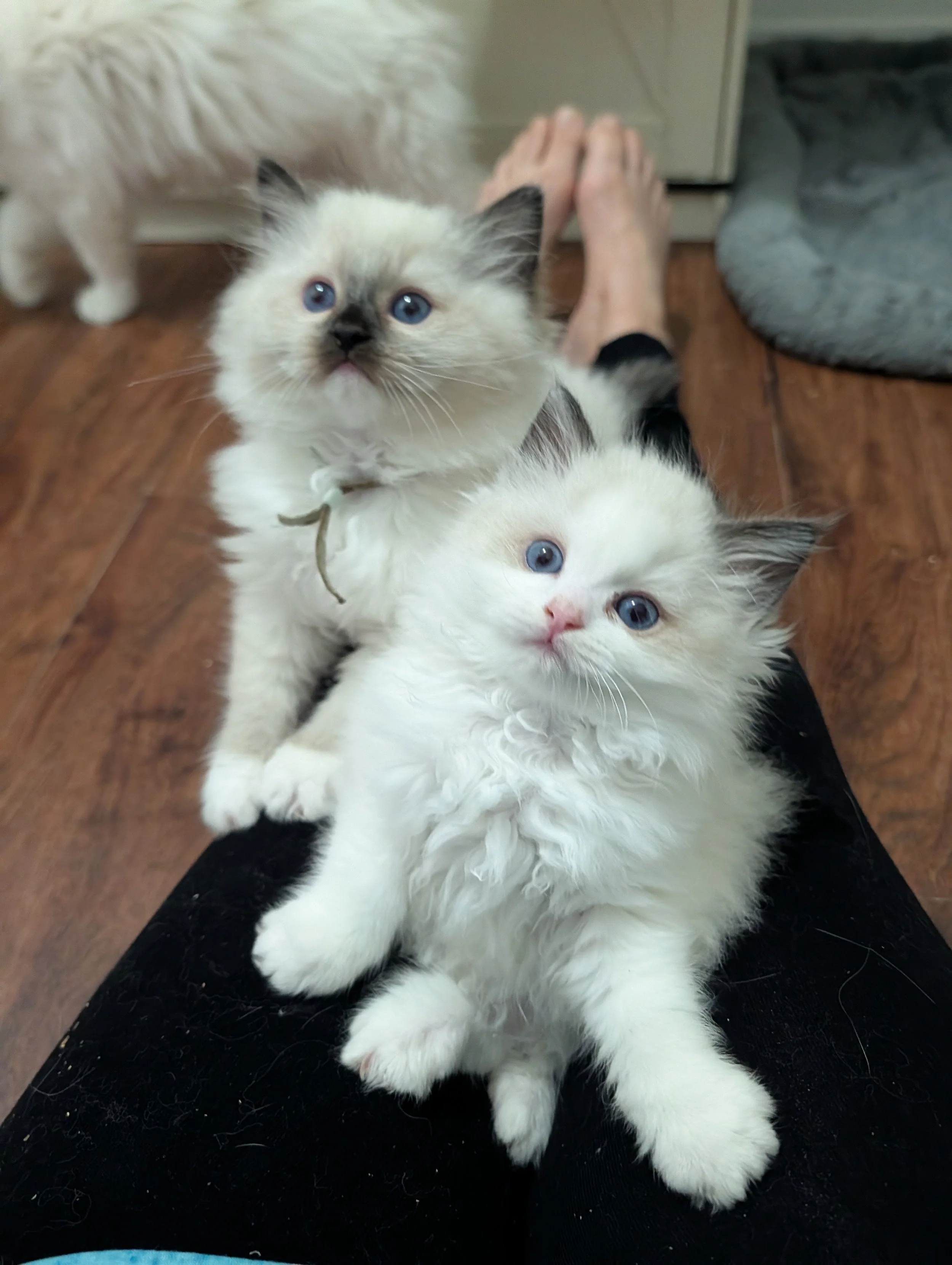 Two fluffy white kittens with blue eyes, one looking up and the other lying down, on a person's lap, with a wooden floor and furniture in the background.