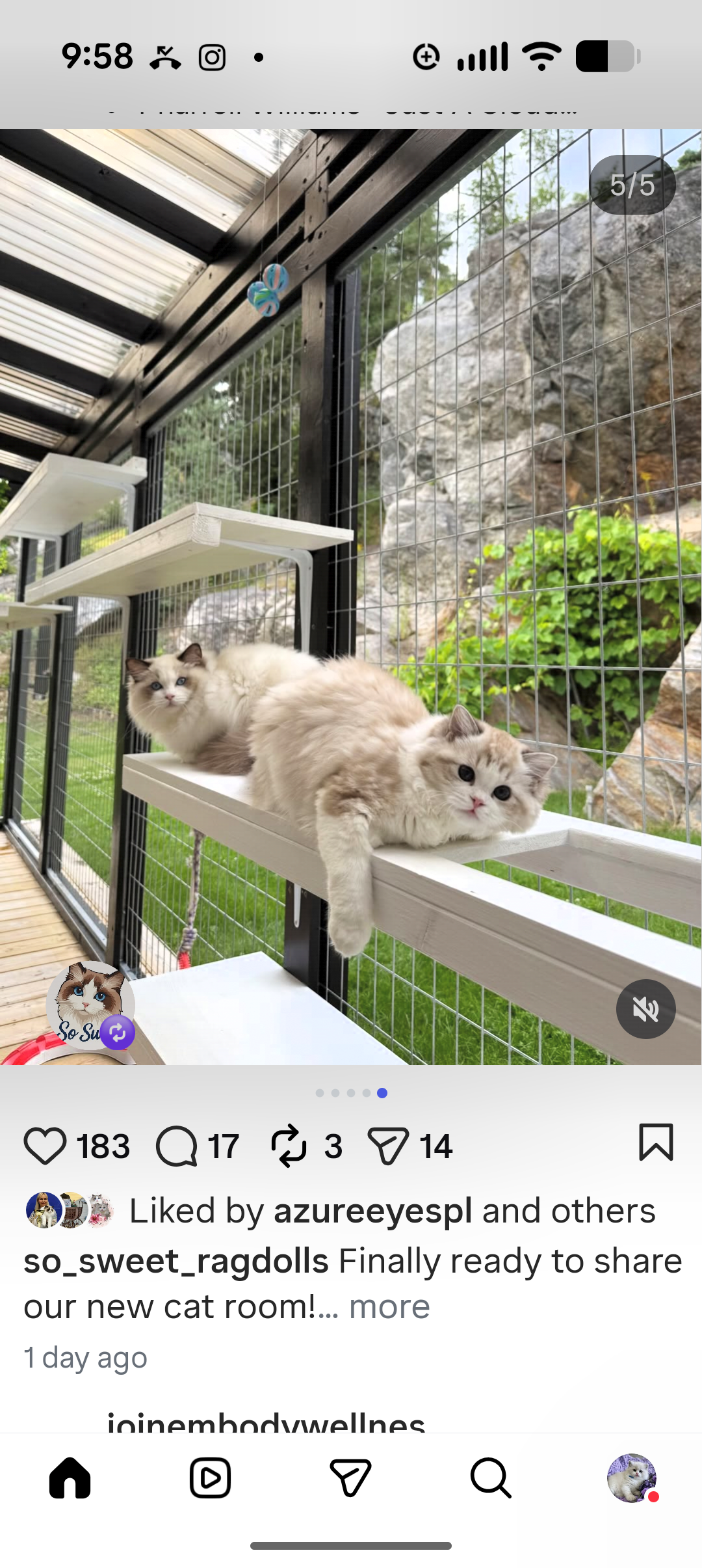 Two fluffy cats lounging on white shelves inside a screened outdoor enclosure with a view of rocks and greenery outside.