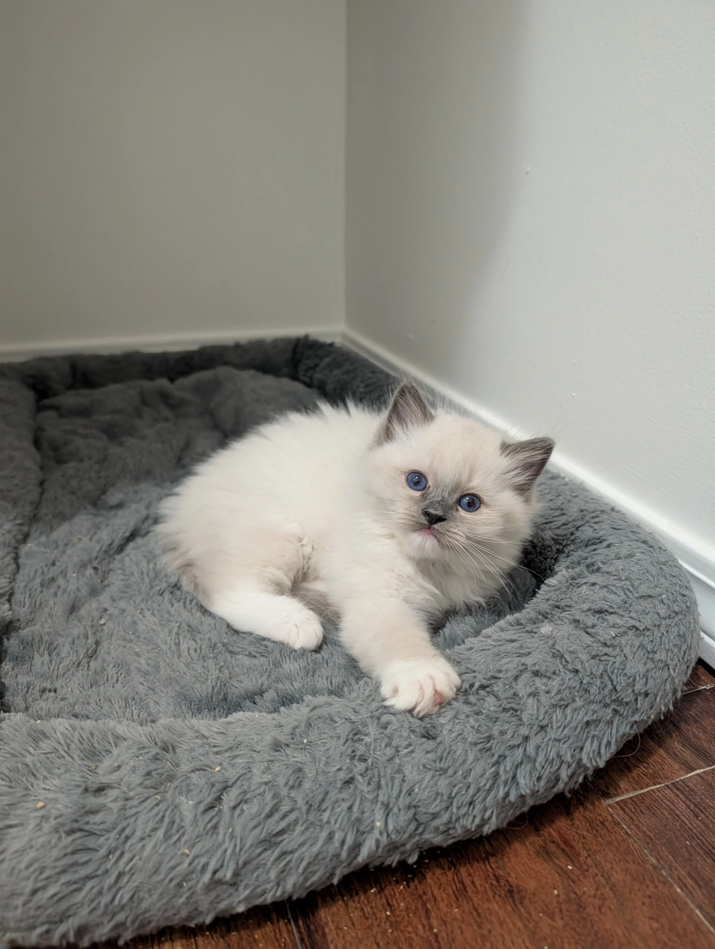 A Siamese kitten with blue eyes lying on a gray fluffy bed near a corner of a room.