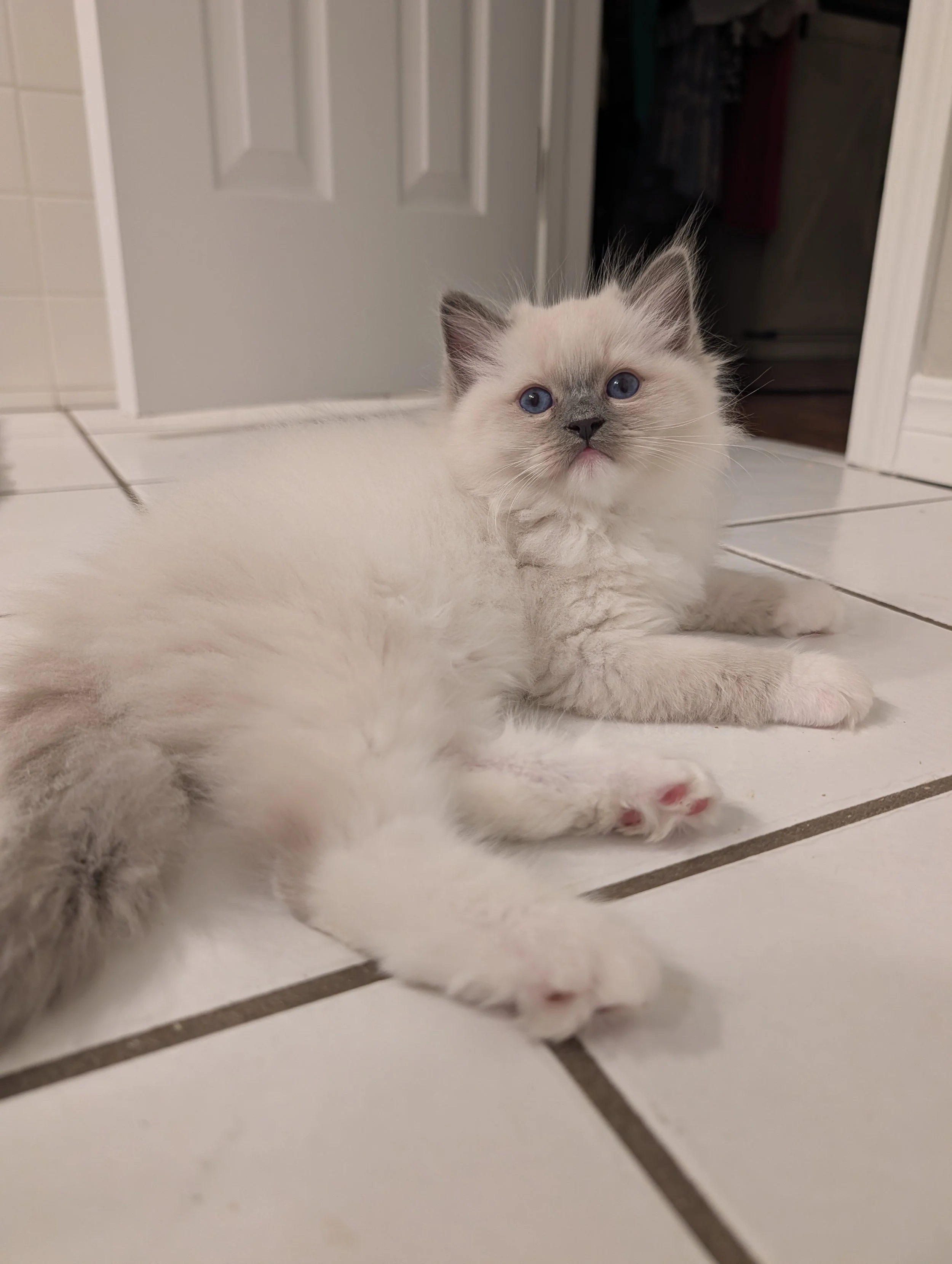 A fluffy white kitten with blue eyes laying on a tiled bathroom floor with a closet door in the background.