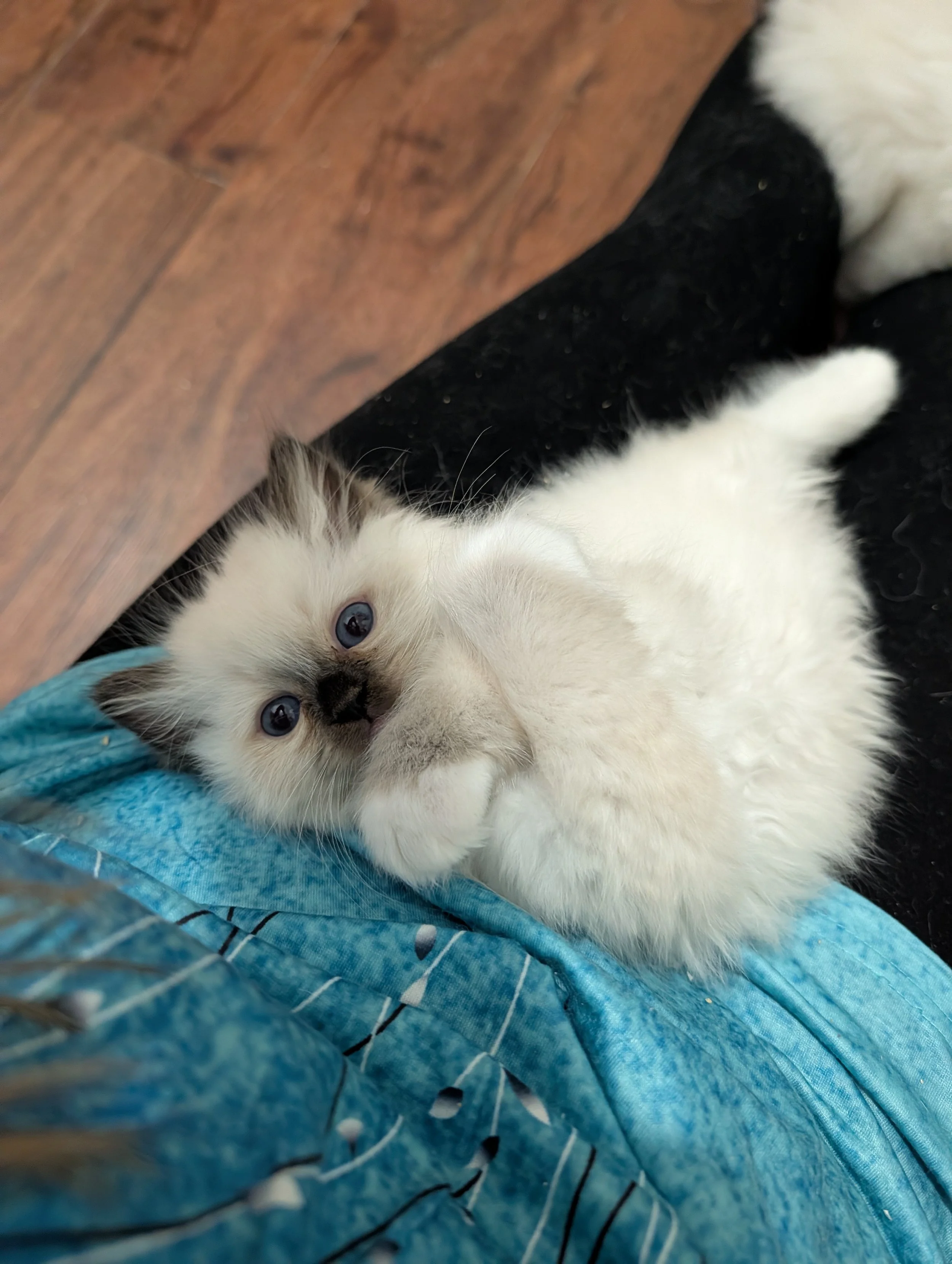 A playful white and gray kitten lying on a blue blanket, with a wooden piece of furniture nearby.