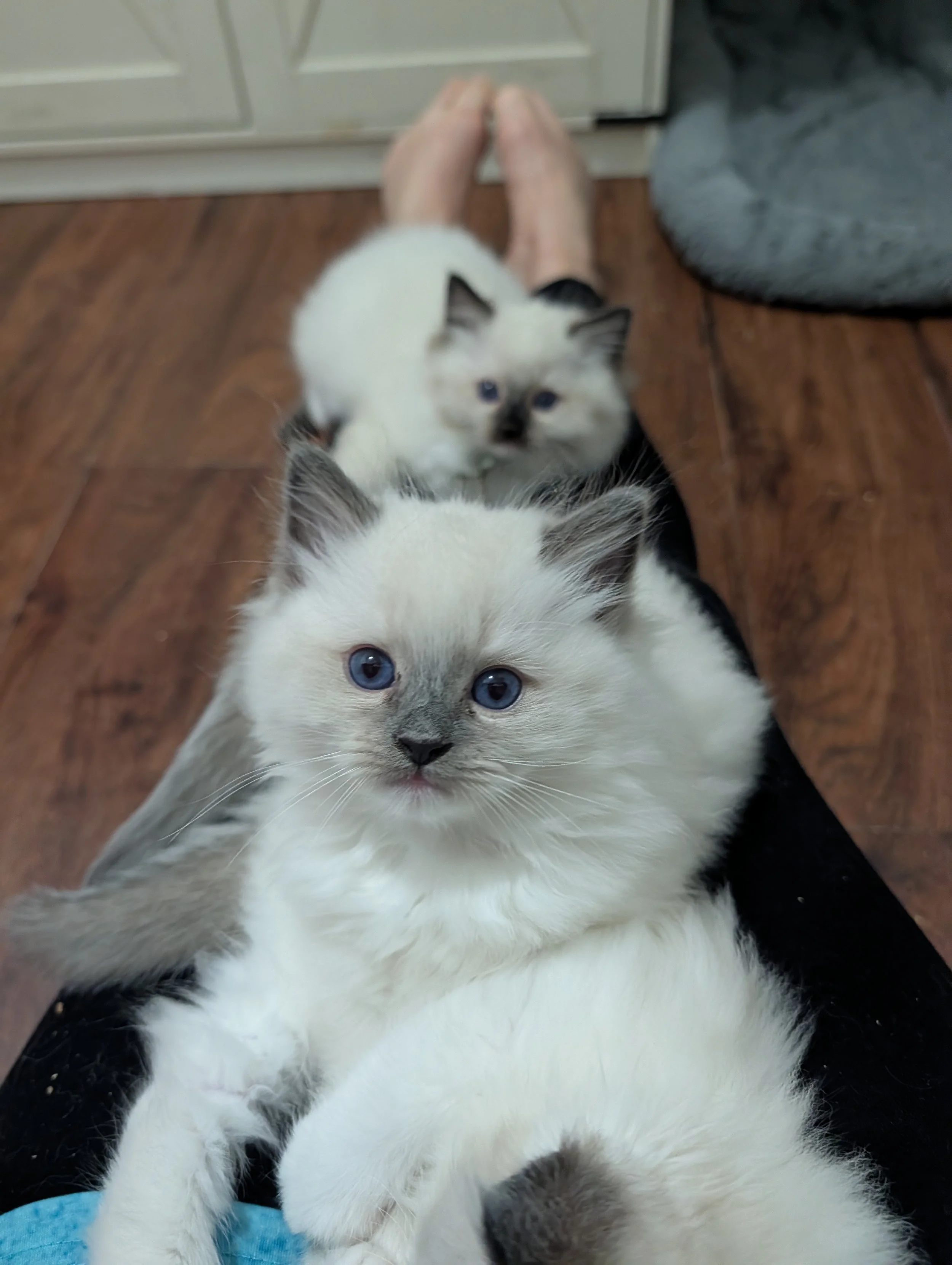 Two kittens, one with blue eyes and black and white fur pattern, lying on a person's lap on a hardwood floor in a kitchen.