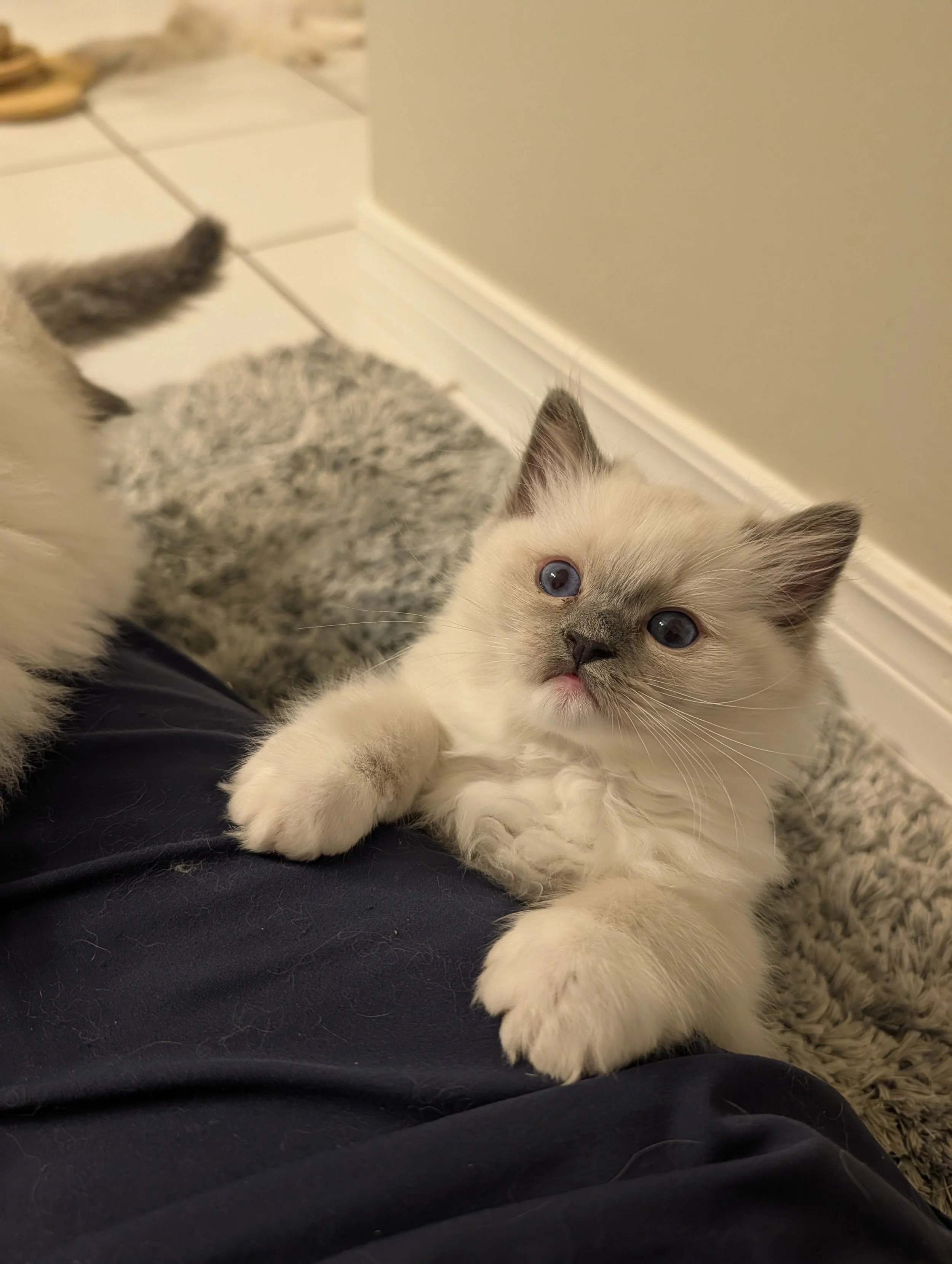 A young kitten with cream-colored fur and blue eyes laying on a person's lap, with a gray and white tabby cat partially visible beside it.