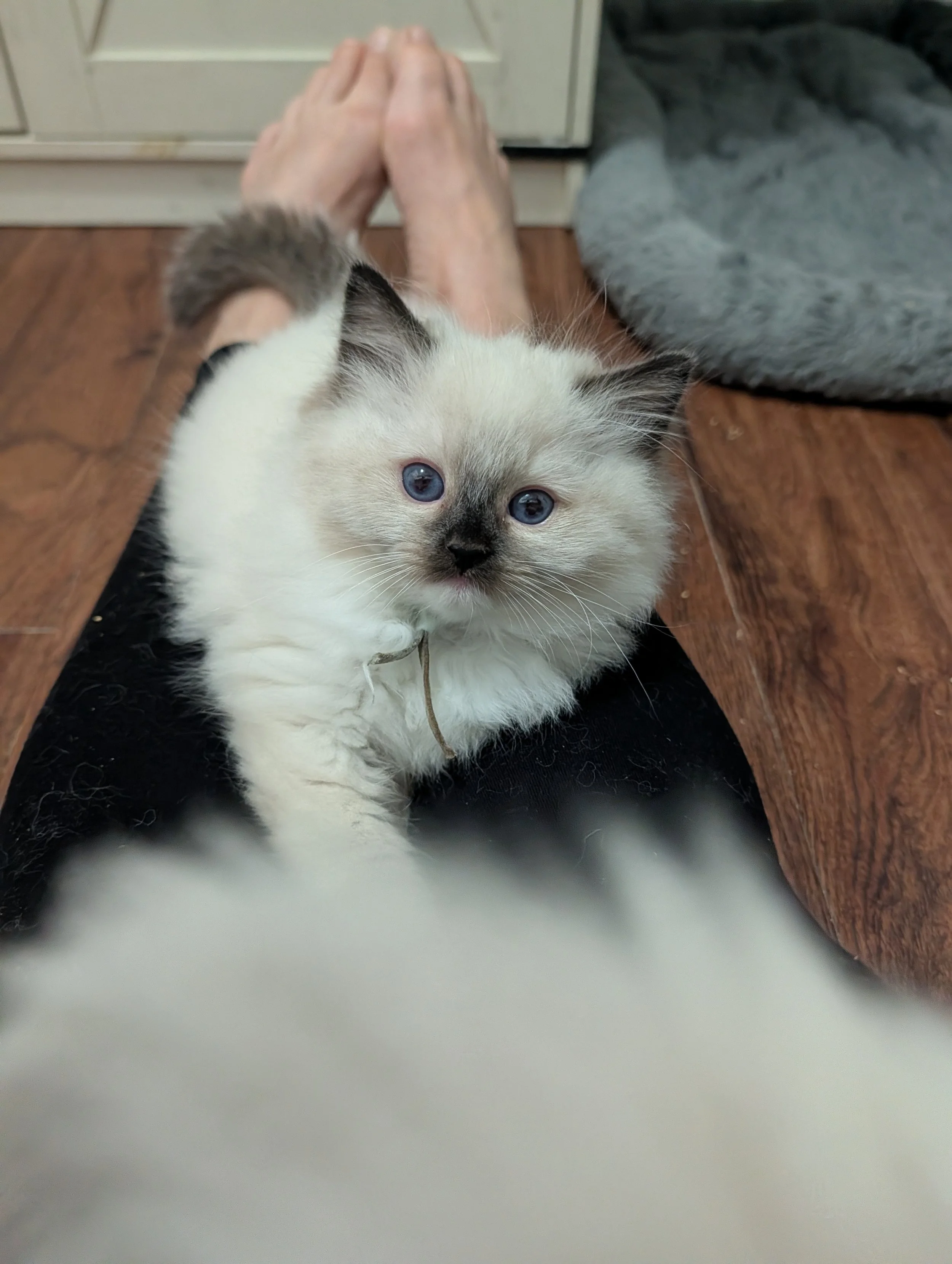 A fluffy white kitten with dark markings on the face and ears, blue eyes, lying on a person's lap, with a person's hand resting on their lap. The background shows a wooden floor, a white cabinet, and a gray blanket.