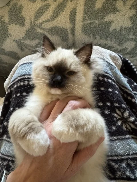 Person holding a fluffy Siamese kitten with cream and dark brown fur, sitting on a patterned gray and green couch.