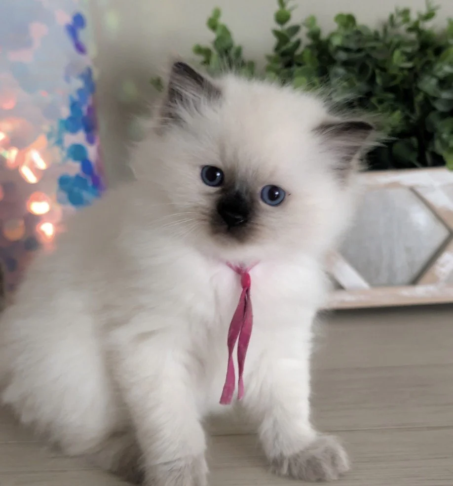Kitten Lapcat ragdoll,seal colorpoint, sweetest, dog like personality.Rosecityfelines. Cozy cottage ragz  tica registered. Bunny soft fur, kid friendly, health tested, blue eyes.