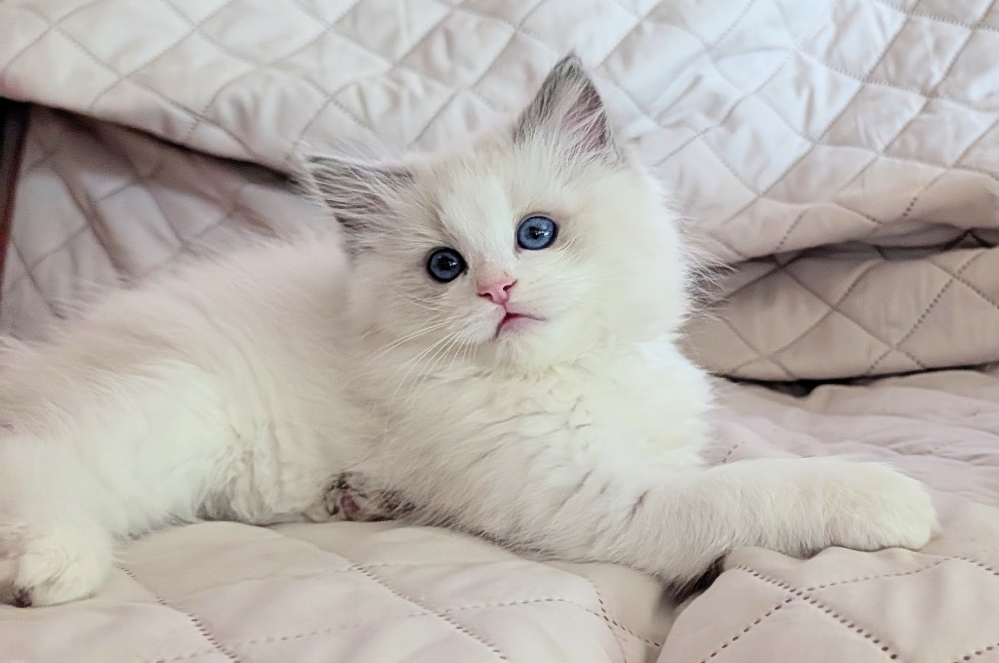 A fluffy white kitten with blue eyes lying on a quilted bedspread.