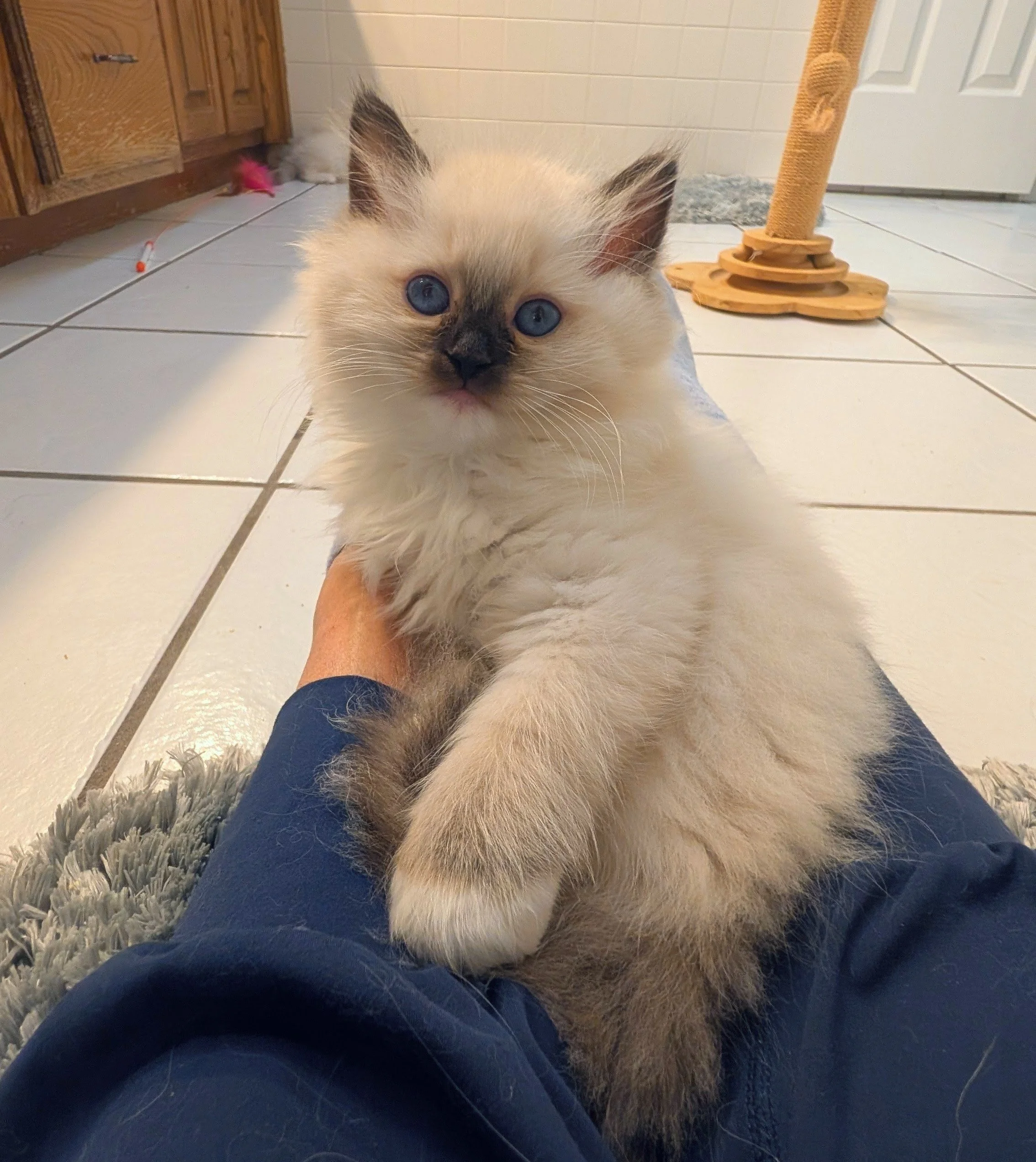 A fluffy Siamese kitten with blue eyes and dark markings on its face, ears, and paws lying on a person's lap in a tiled room with a wooden cat scratching post and a door in the background.