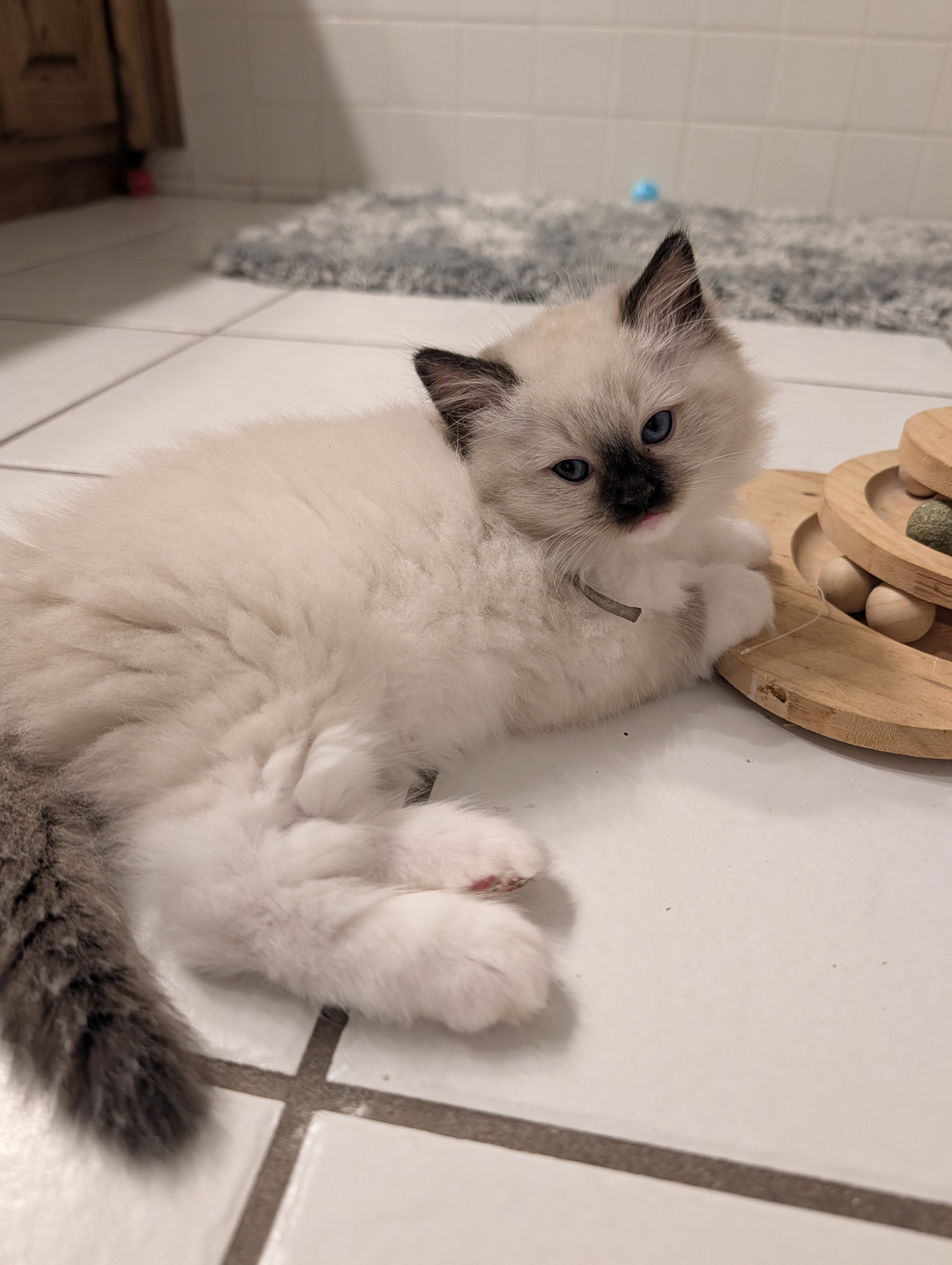 A fluffy white kitten with blue eyes and dark points on its face, ears, and paws lounging on a tiled floor next to a wooden toy.