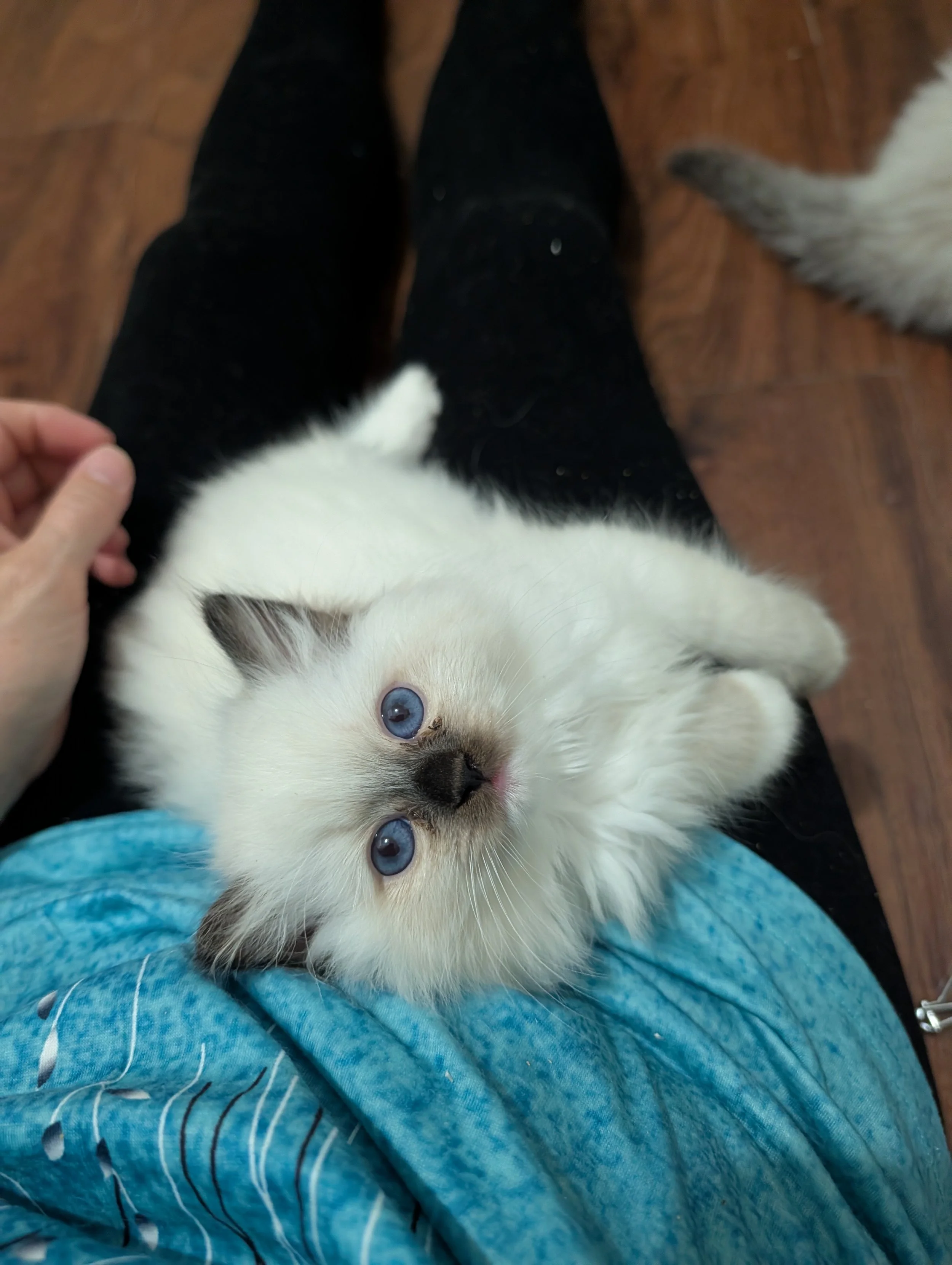 A playful white kitten with blue eyes lying on a person's lap, who is wearing blue and black clothing, and gently touching the kitten's head. The surrounding floor is wooden.