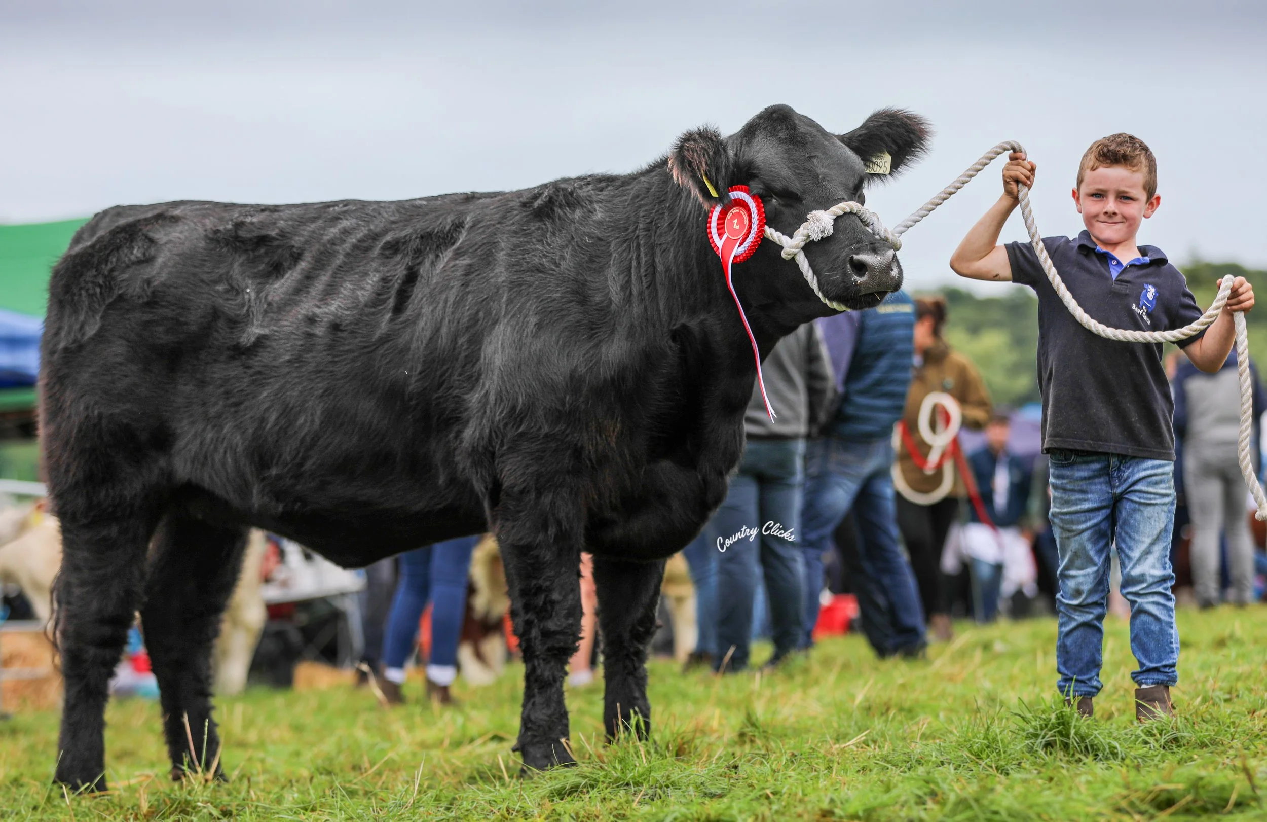 1.ILEO. Breeder's  Choice Traditional Breeding Heifer.jpg.jpeg