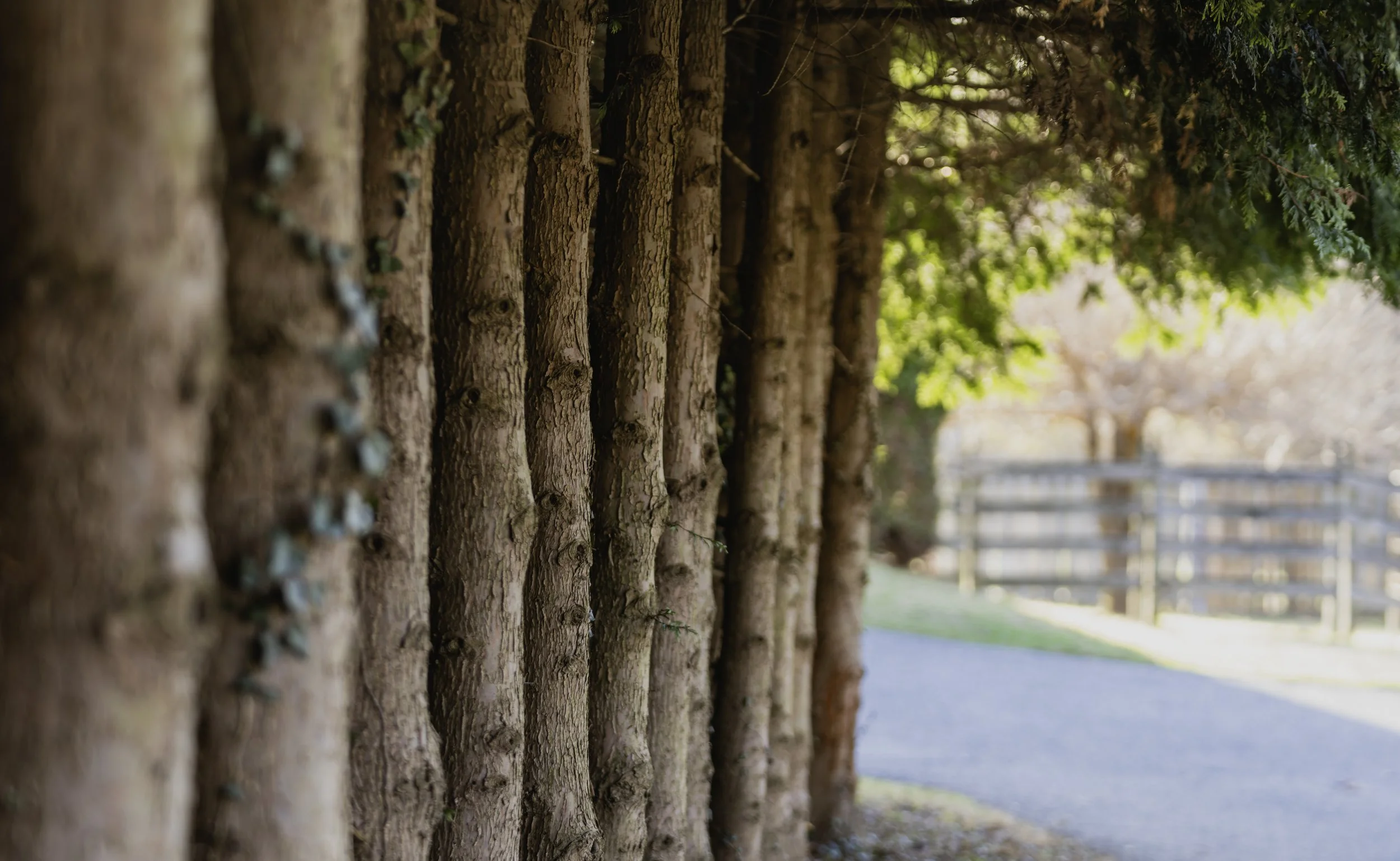 Woodland Path: Sunlit Tree Line and Rustic Country Road Serenity