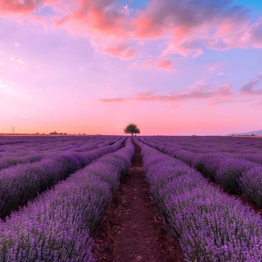 Lavender Festival