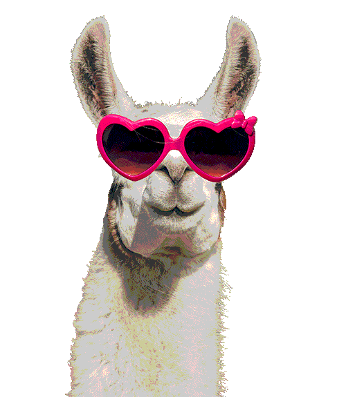 Llama with glasses