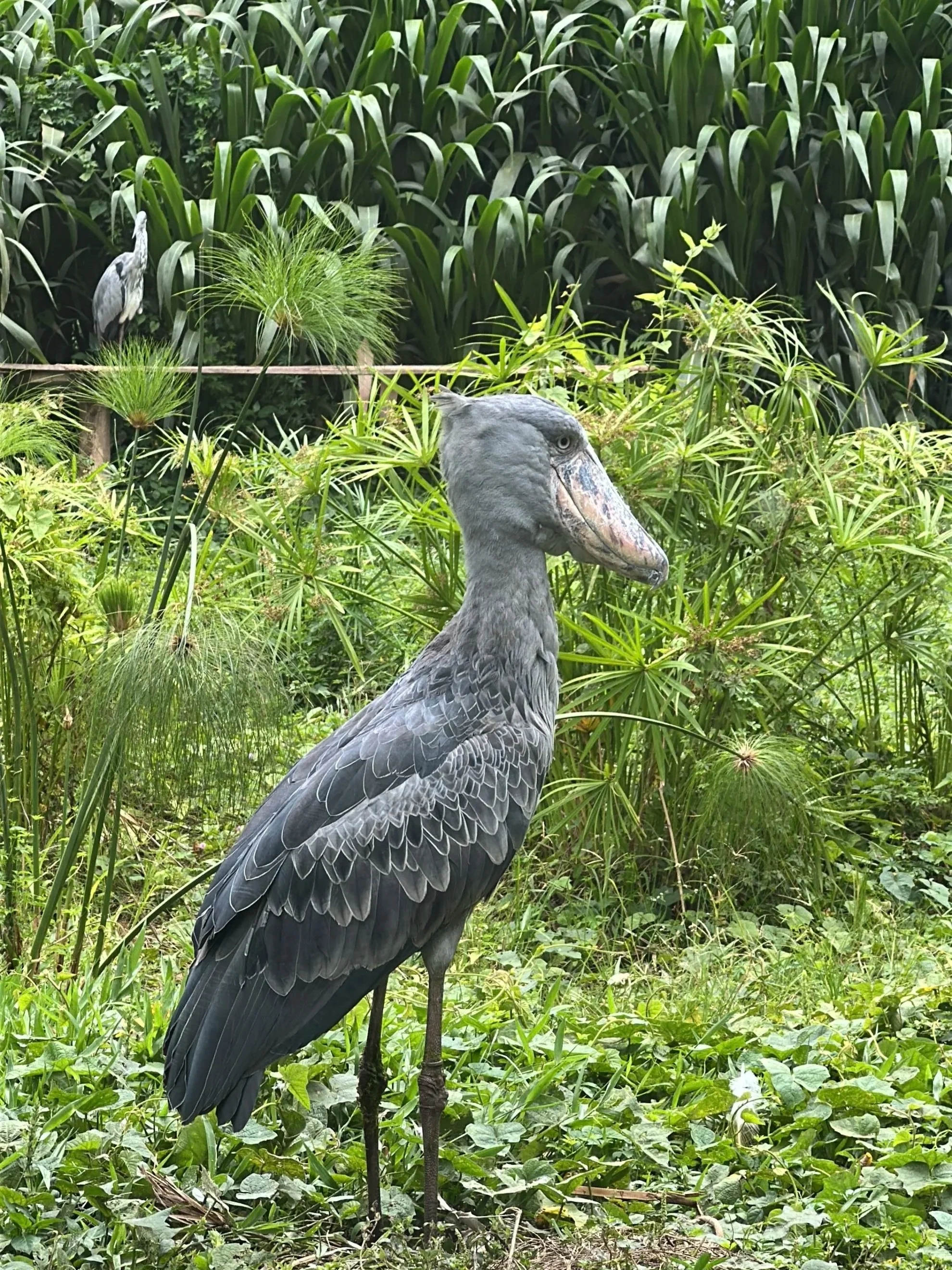 Giant shoebill stork in Uganda on wildlife excursion
