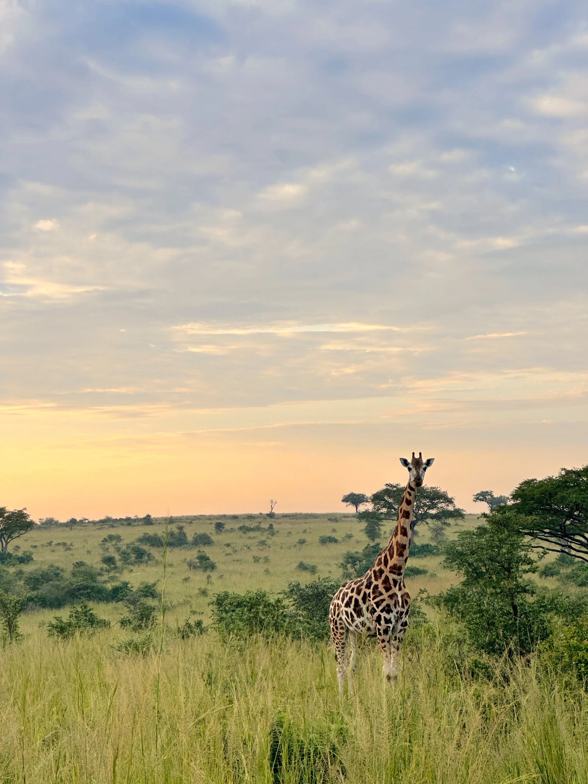 Wild giraffe on safari in Uganda Africa in Murchison Falls National Park