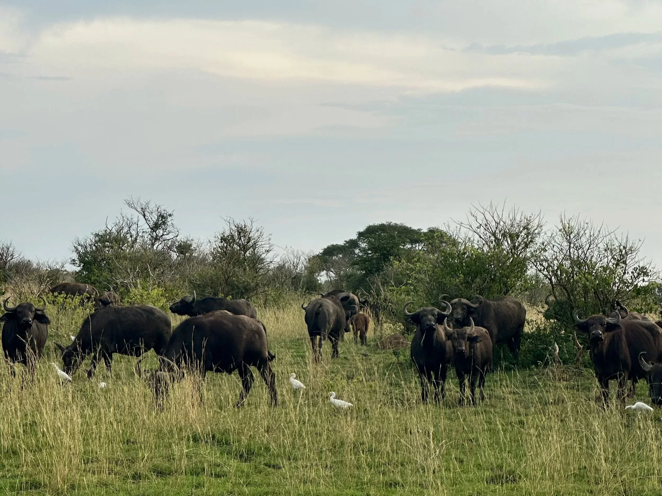 Wild buffalo grazing in Murchison Falls National Park on safari in Uganda Africa