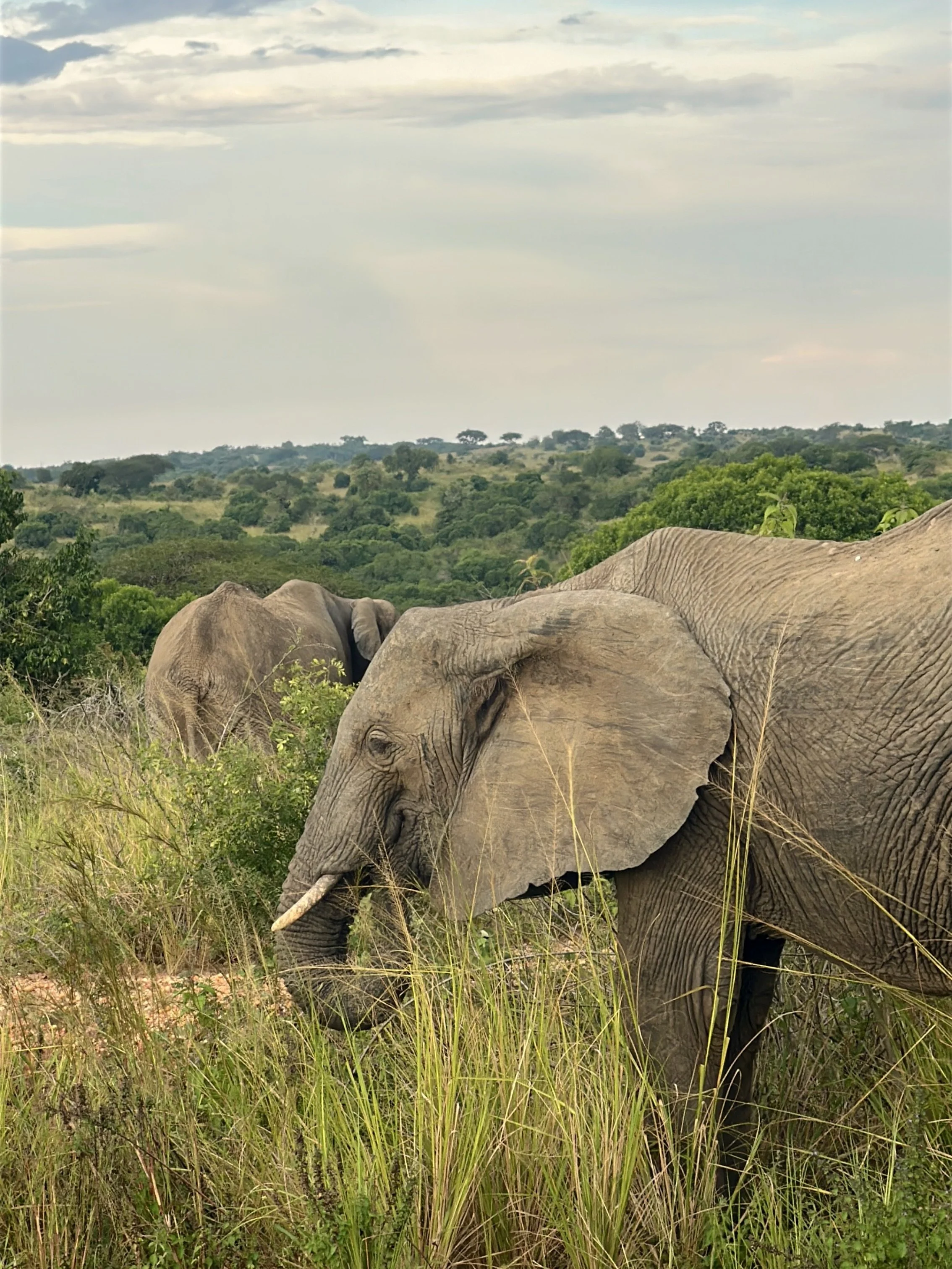 Close up of elephants in Uganda on wildlife excursion