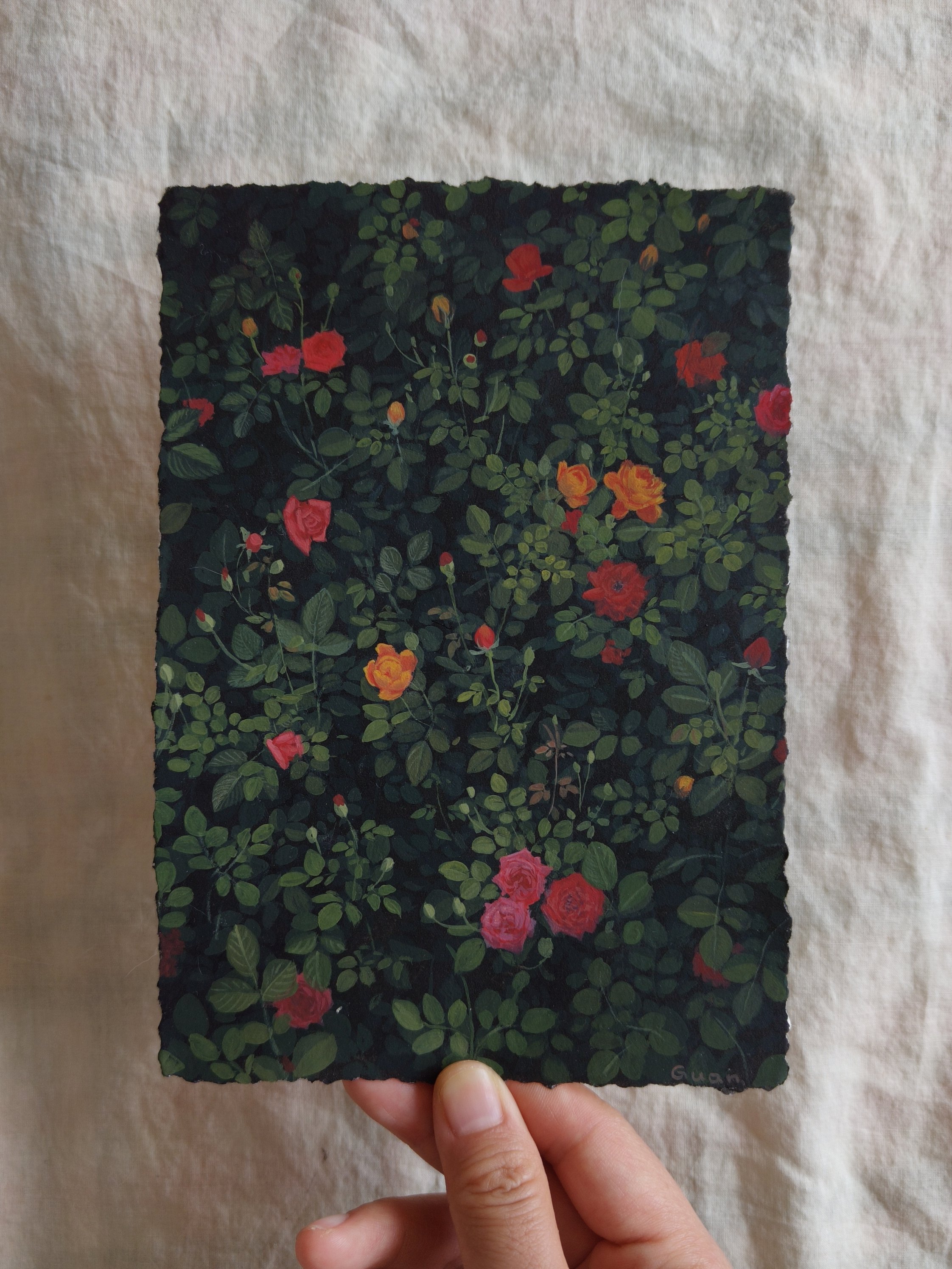Rose 03