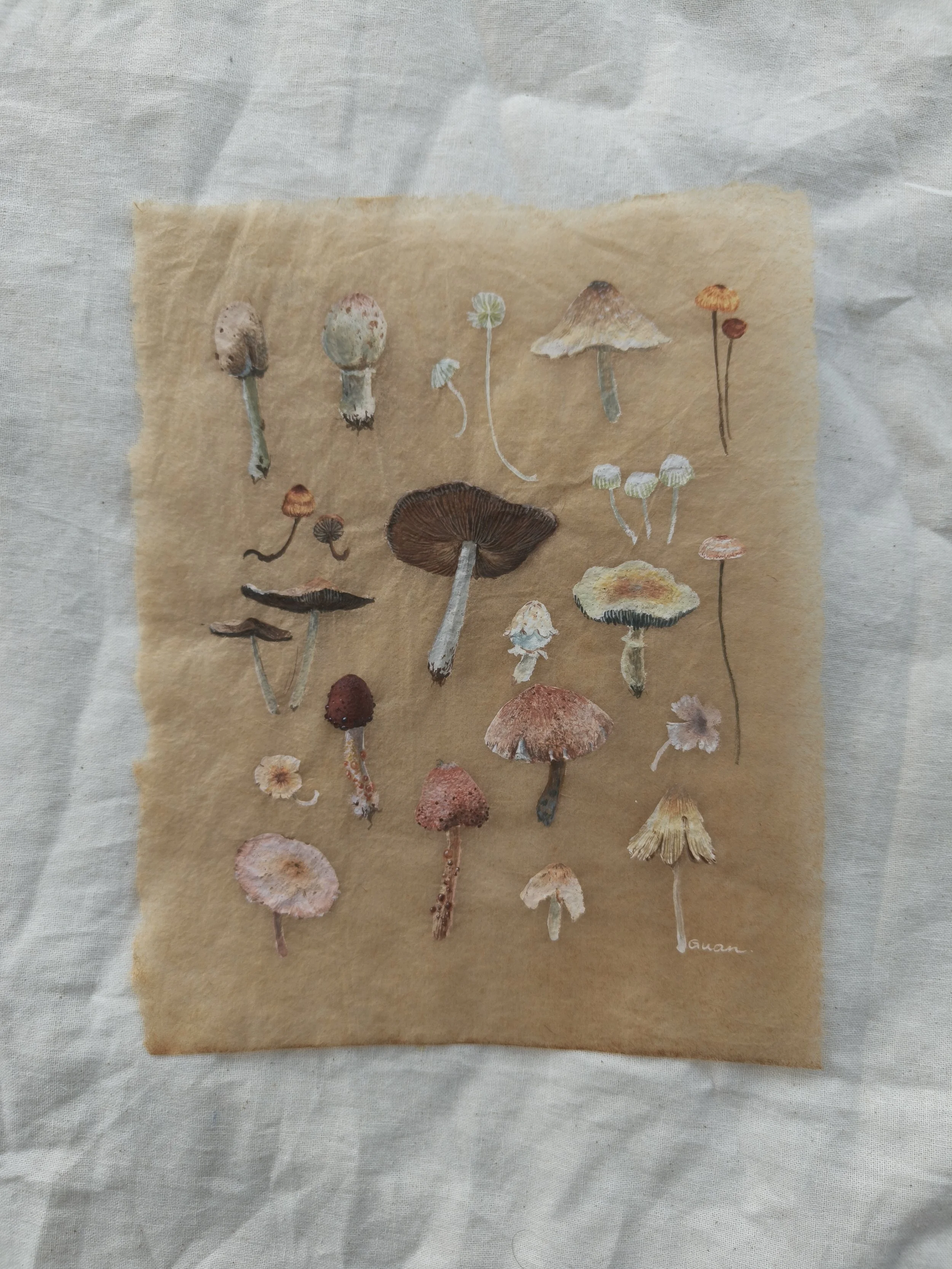 Mushrooms
